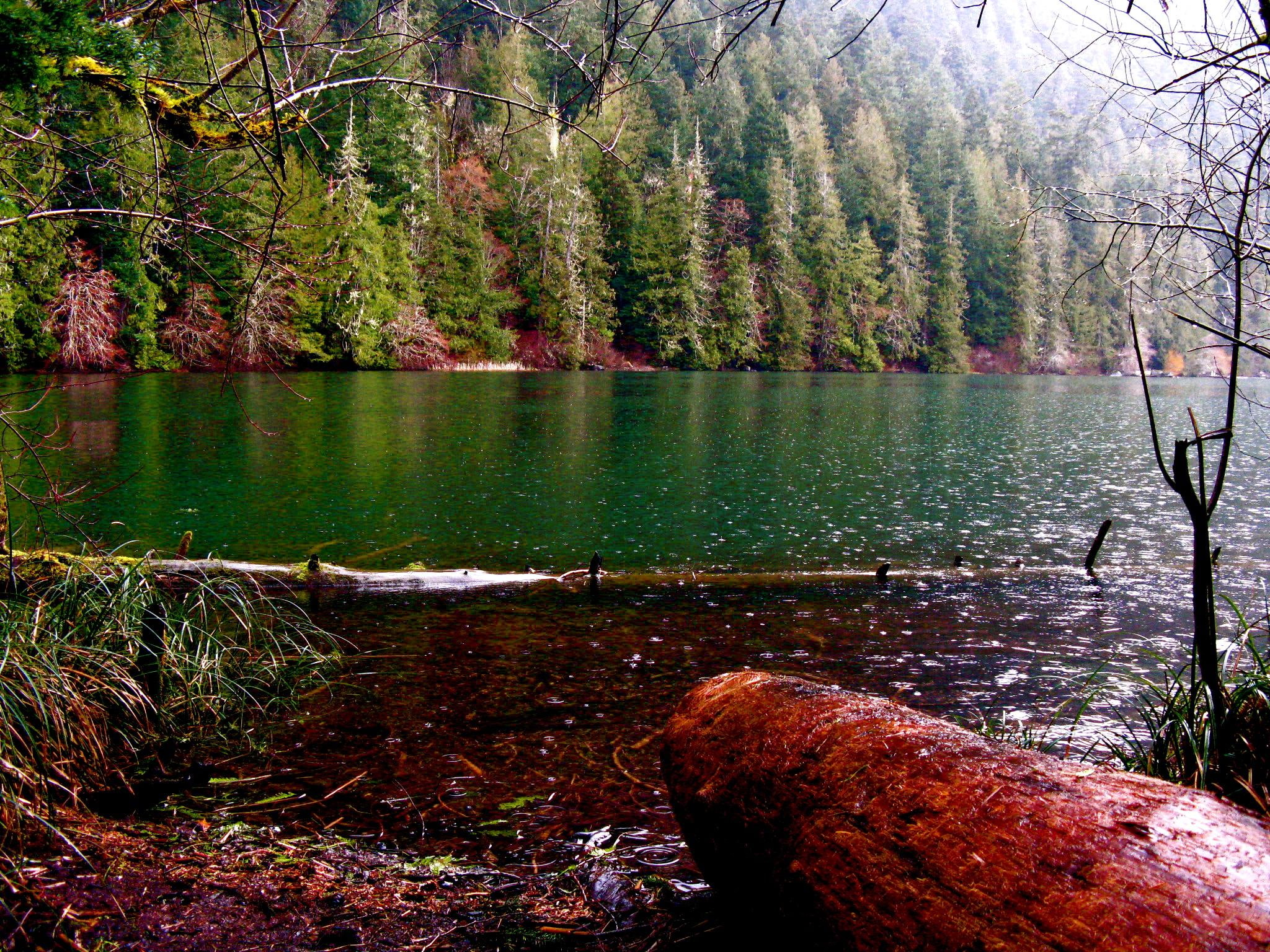 1080P, clouds, waters, path, vancouver, isl, river, lake, moss, rain, columbia, outdoor, mountain, british, clear, bark, british columbia, view, rainforest, HD Wallpaper