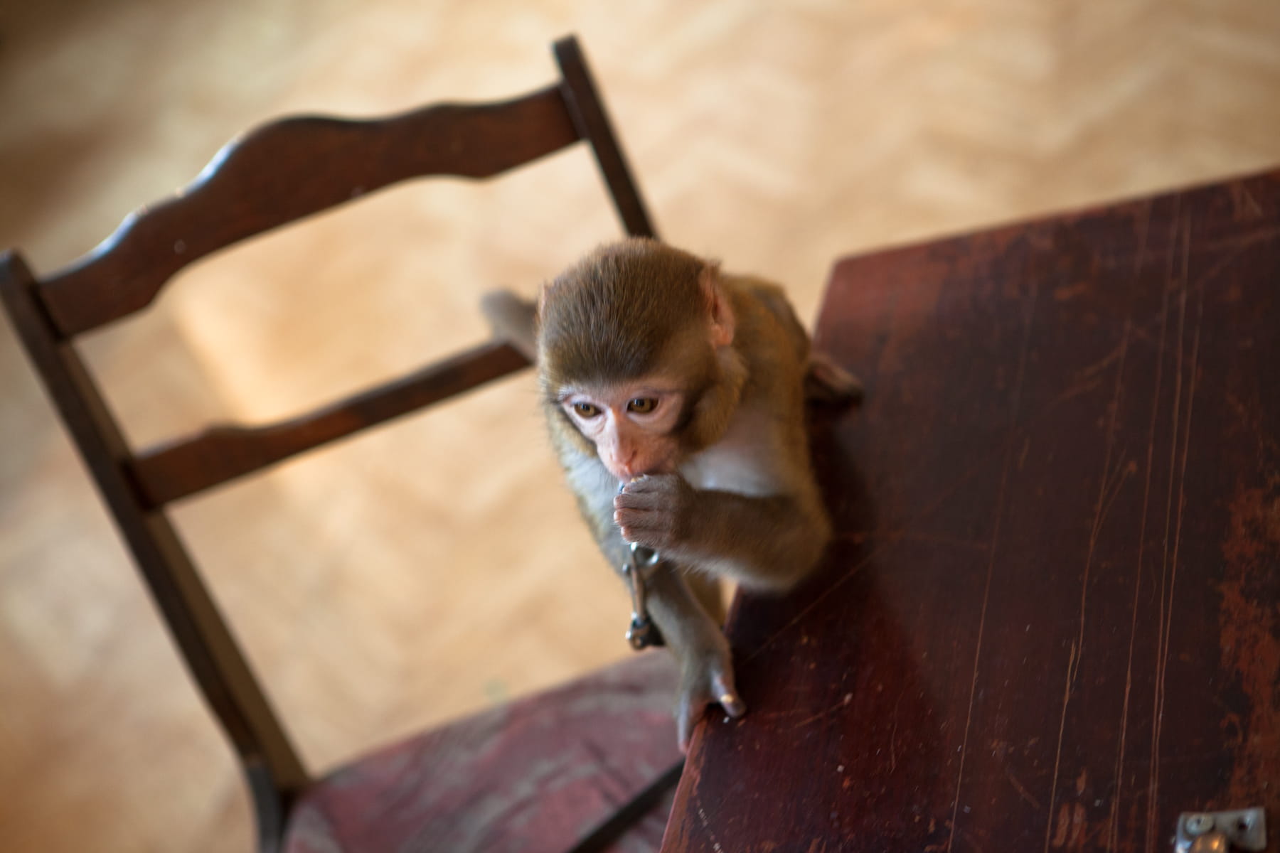 live, focus on foreground, no people, domestic animals, domestic, animal wildlife, sitting, closeup, one animal, animals in the wild, brown, mammal, macaque, HD Wallpaper
