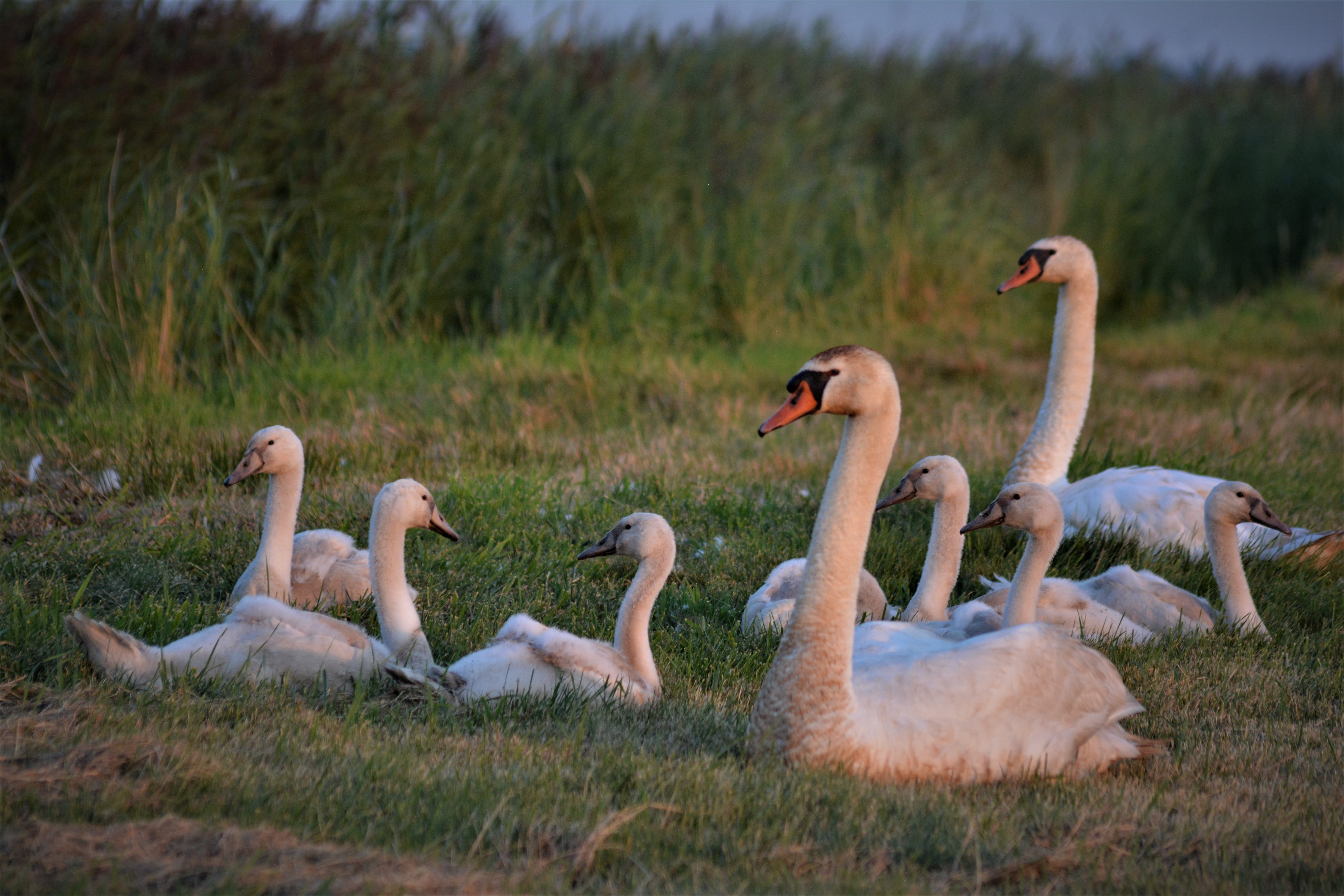 nature, animals in the wild, bird, water bird, solicitous, animal, animal world, young swans, swan family, live, plant, plumage, land, field, cute, selective focus, HD Wallpaper