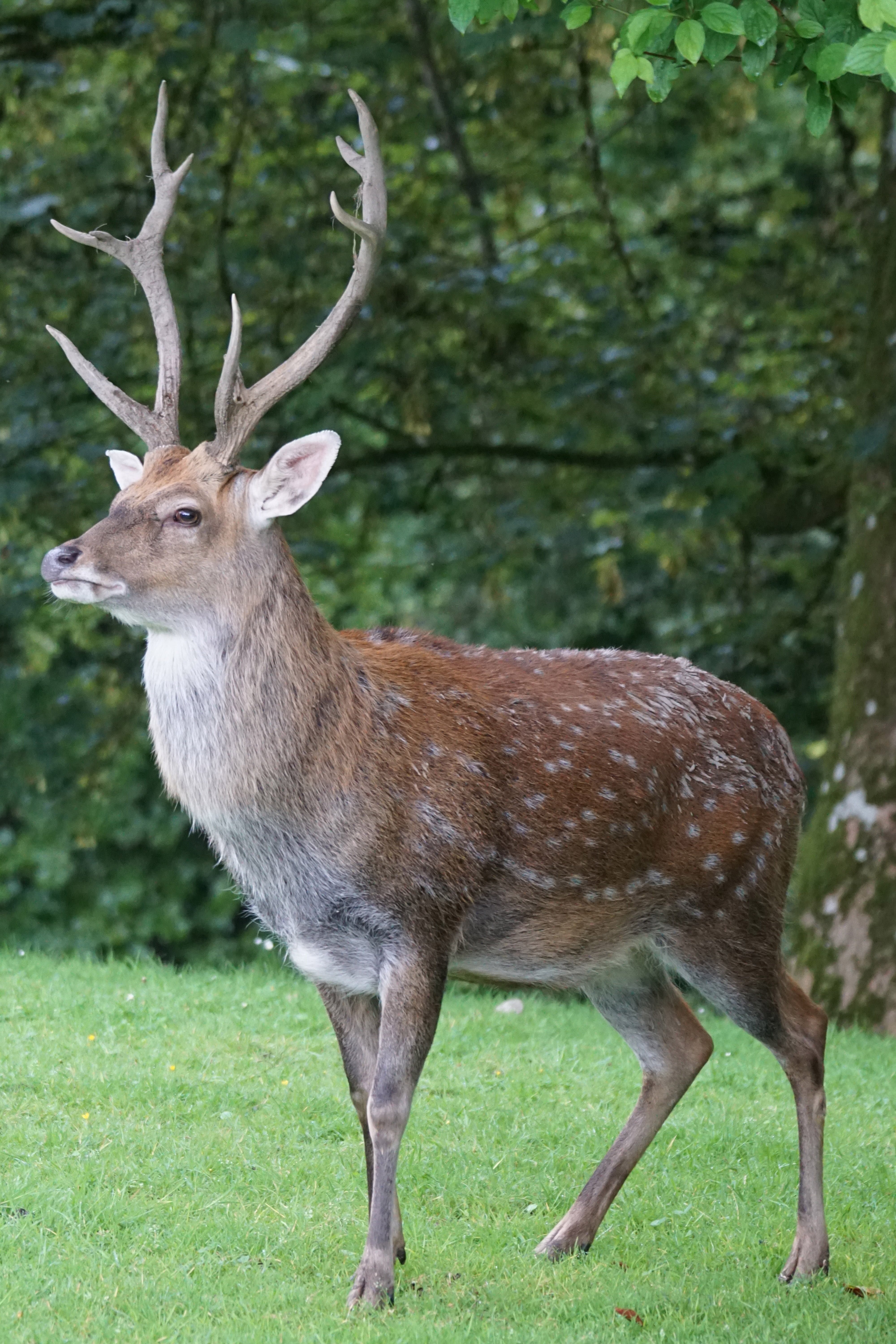 wildlife photography, grass, no people, side view, mammal, day, outdoors, animals In The Wild, platzhirsch, standing, nature, antler, herbivorous, attention, Phone HD Wallpaper