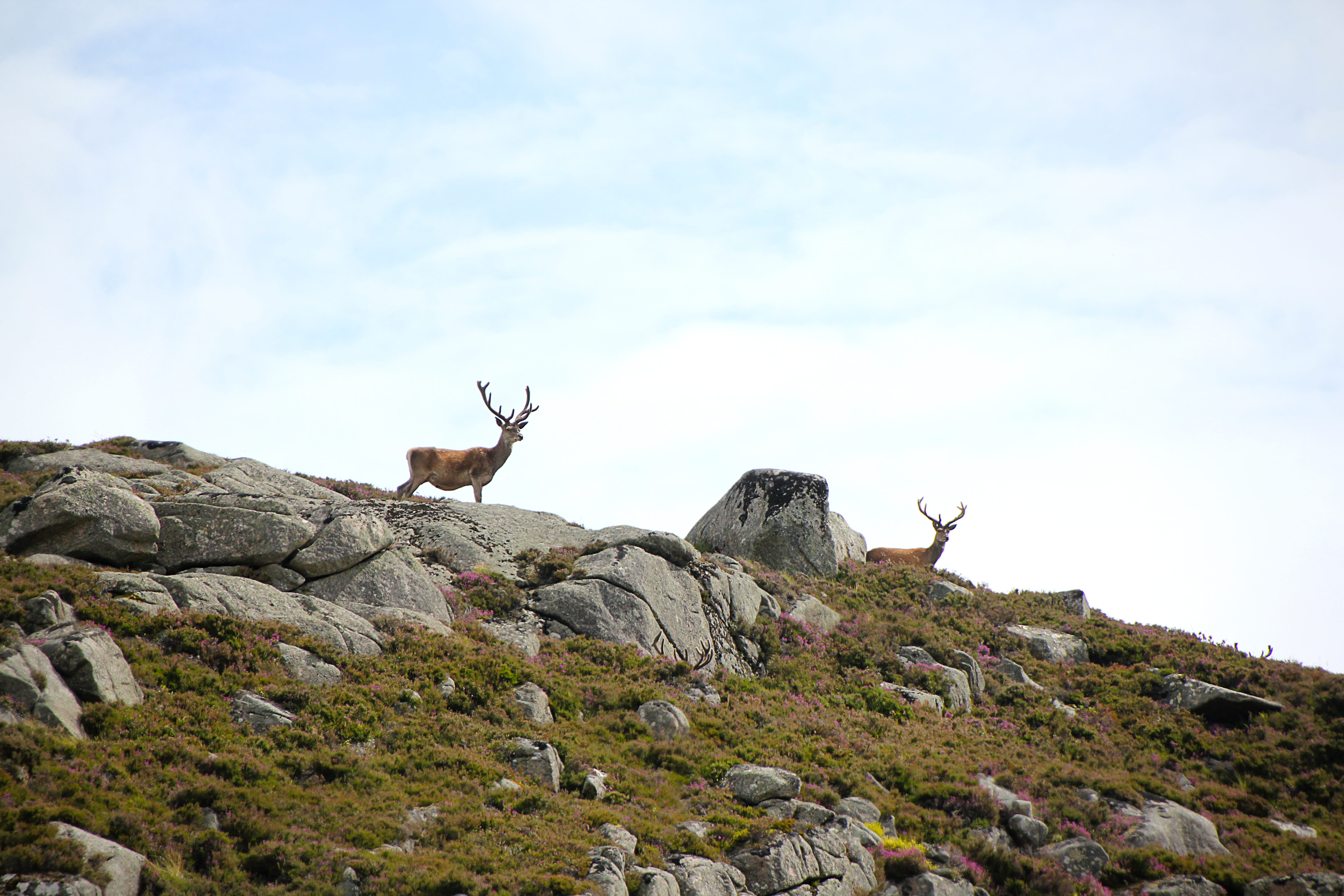 scotland, vertebrate, rock, rock - object, 5K, day, cloud - sky, no people, hunting, hunters dream, nature, animal themes, domestic animals, sky, red deer, HD Wallpaper