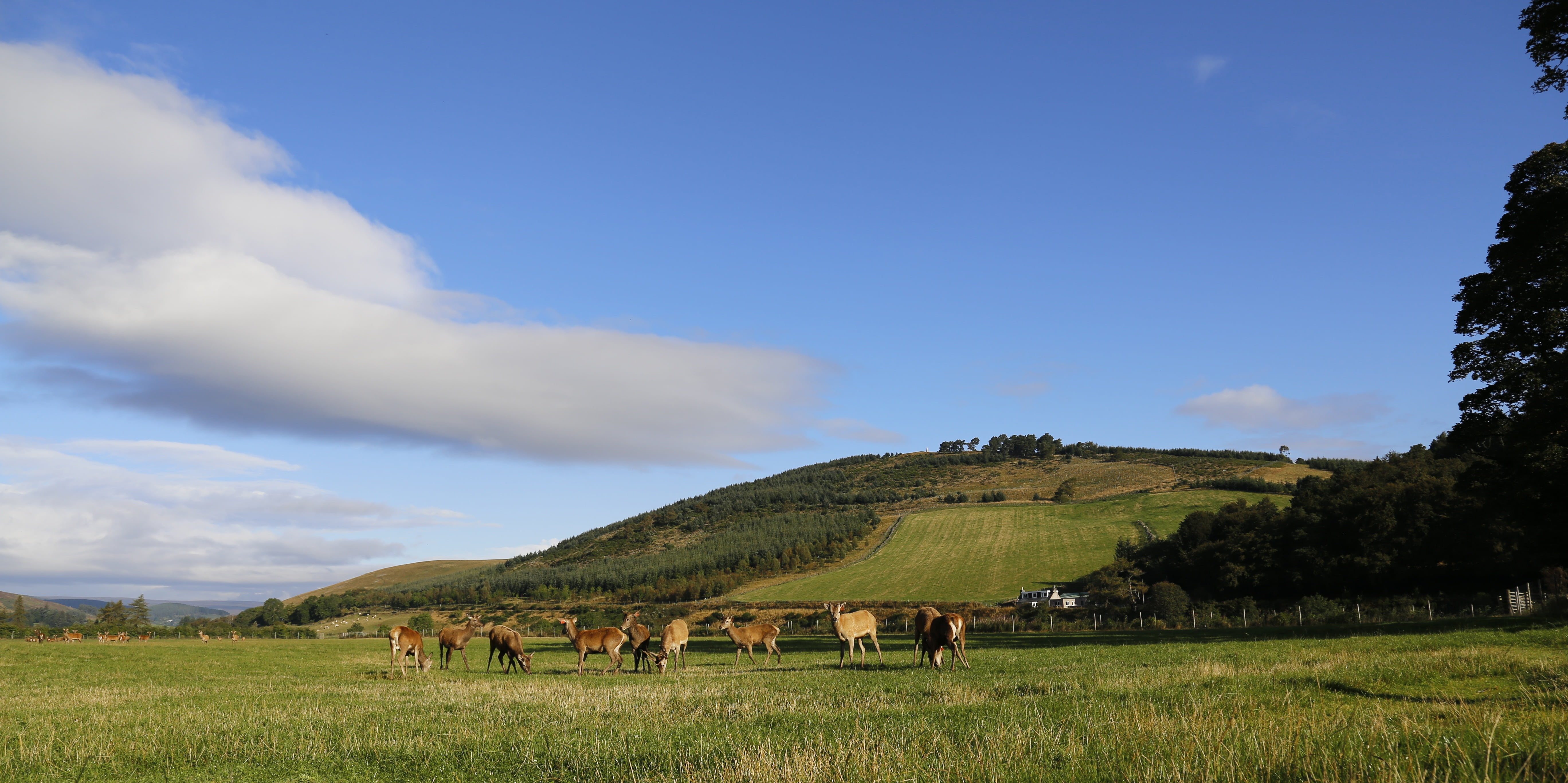 landscape, plant, 5K, hirsch, sky, domestic animals, environment, mountain, animal wildlife, land, rural scene, mammal, grass, field, scenics - nature, HD Wallpaper