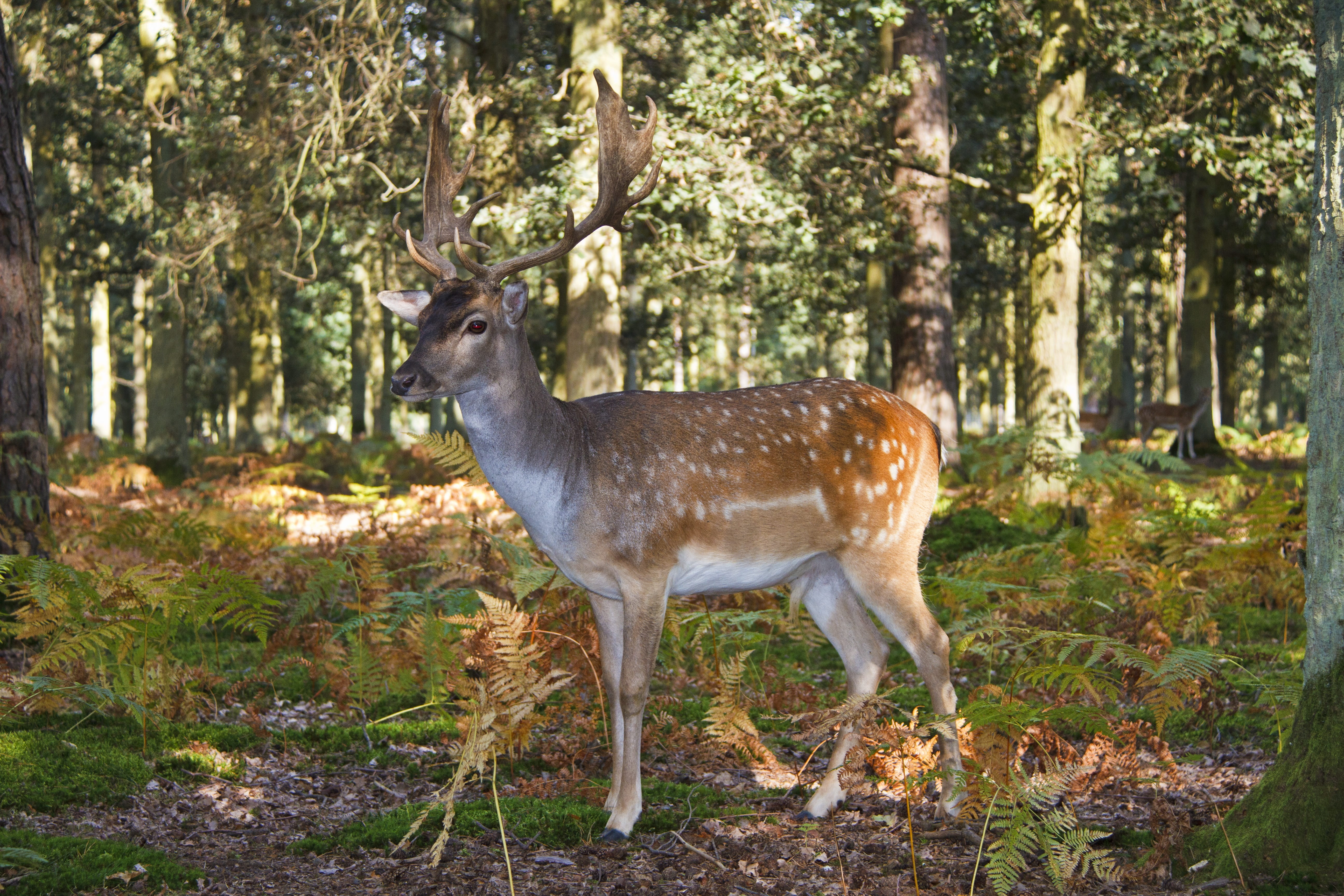 animal wildlife, plant, wild, herbivorous, forest, hirsch, nature, land, red deer, animal themes, damm wild, animal, vertebrate, antler carrier, near, tree, HD Wallpaper