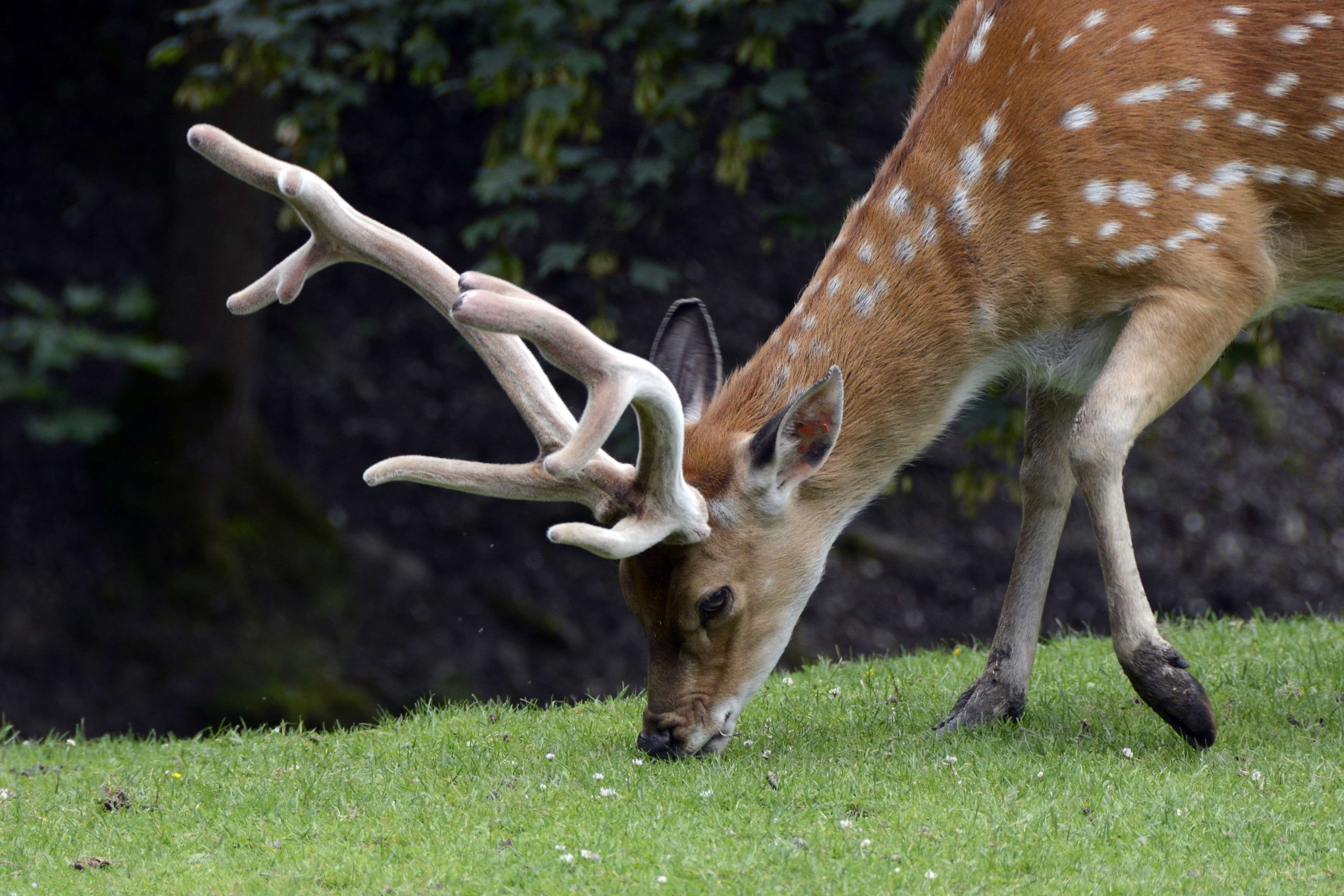 antler, grass field, fur, animal themes, herbivorous, antlers, outdoors, grass, wildlife, field, land, mammal, horned, animal photography, animal wildlife, HD Wallpaper