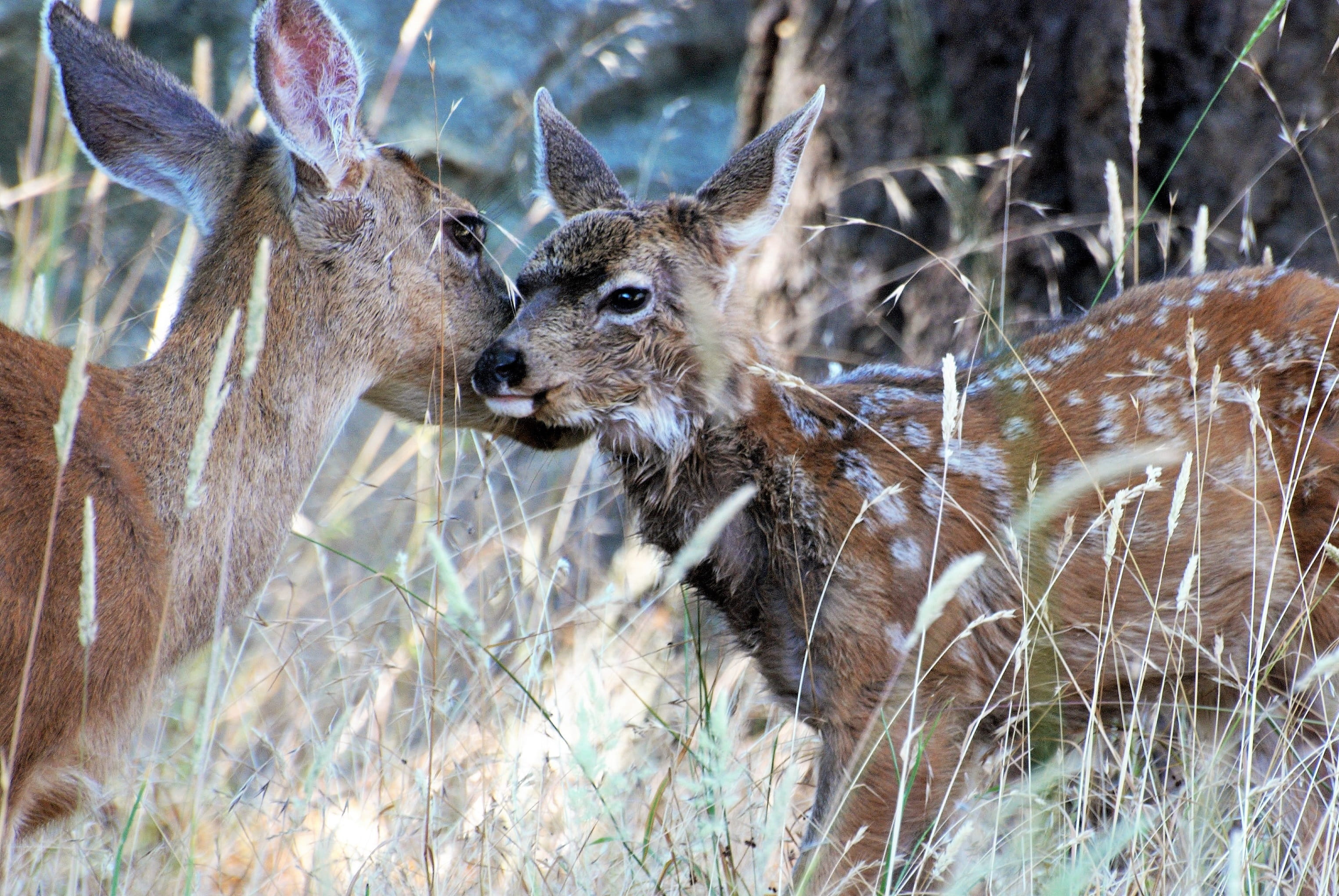 mammal, no people, day, outdoors, odocoileus hemionus, charming, hirsch, motherly love, land, stains, forest, animal family, nature, bambi, lick, plant, HD Wallpaper
