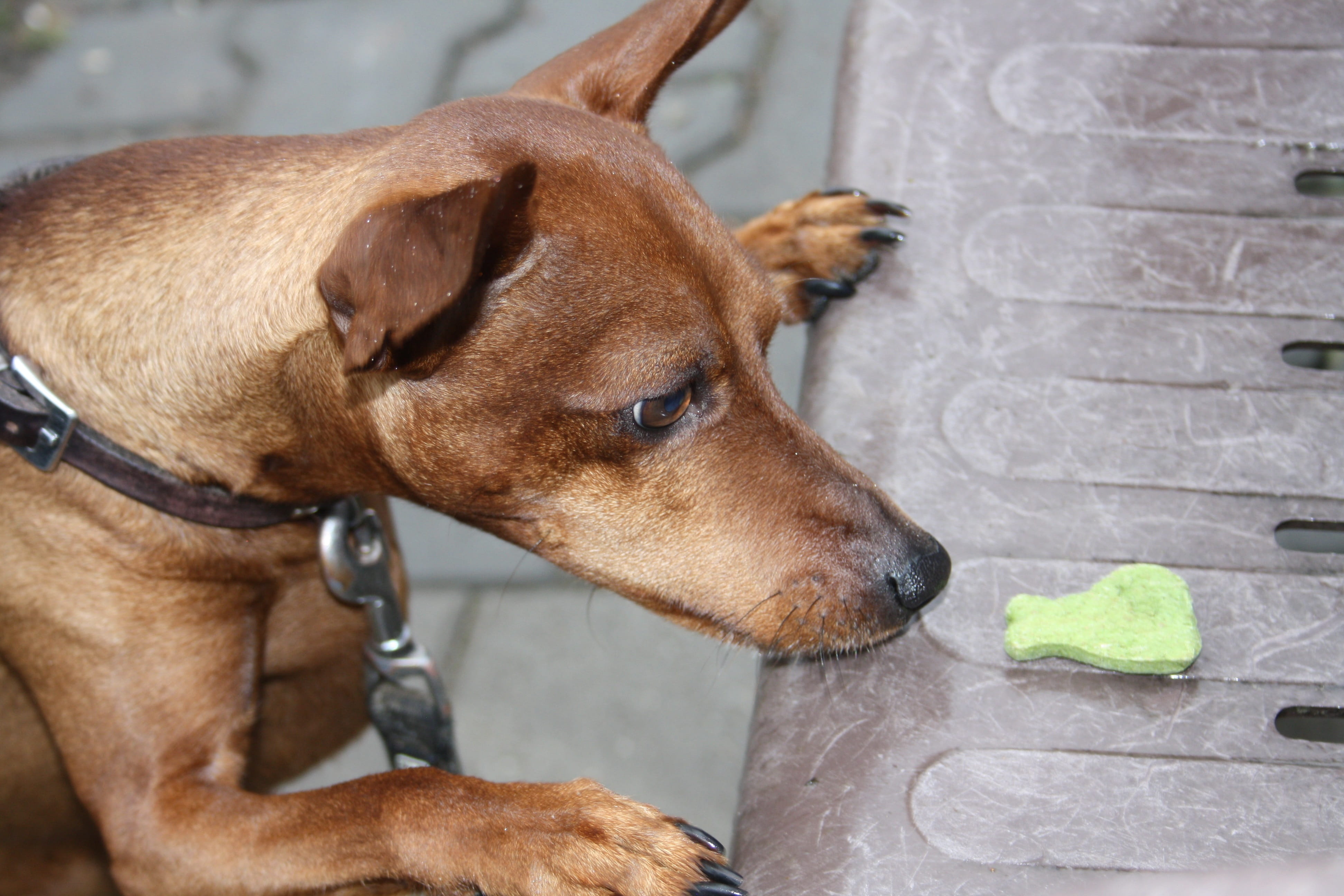 domestic, canine, pet, no people, looking away, domestic animals, 4K, vertebrate, animal head, dog, close-up, treats, reh pinscher, dog food, pet collar, HD Wallpaper