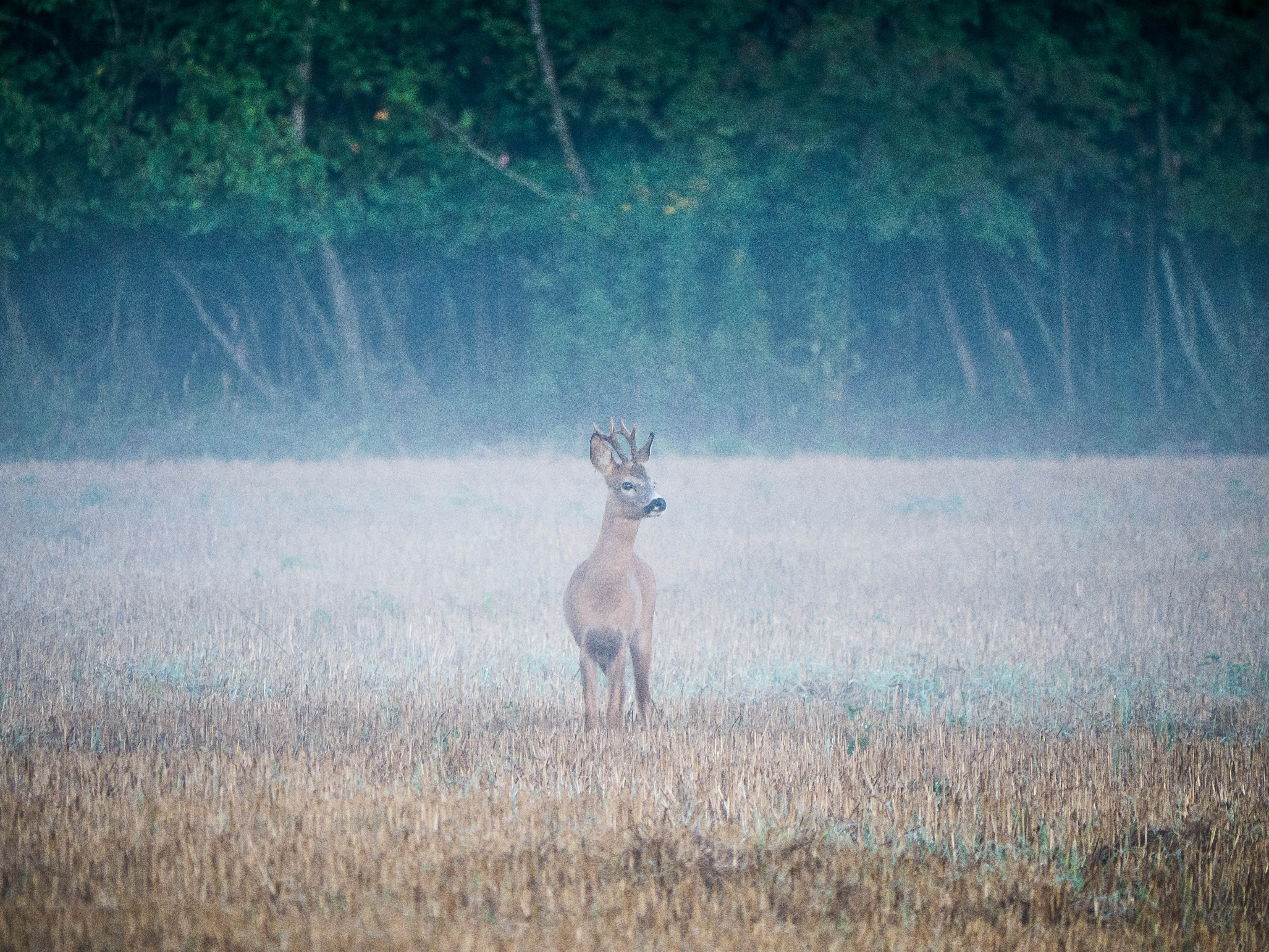 stoppen, forest, land, stoppelfeld, grass, nature, jagd, alertness, one animal, tree, rehbock, hunting, mammal, day, reh, nebel, no people, wildtier, portrait, HD Wallpaper