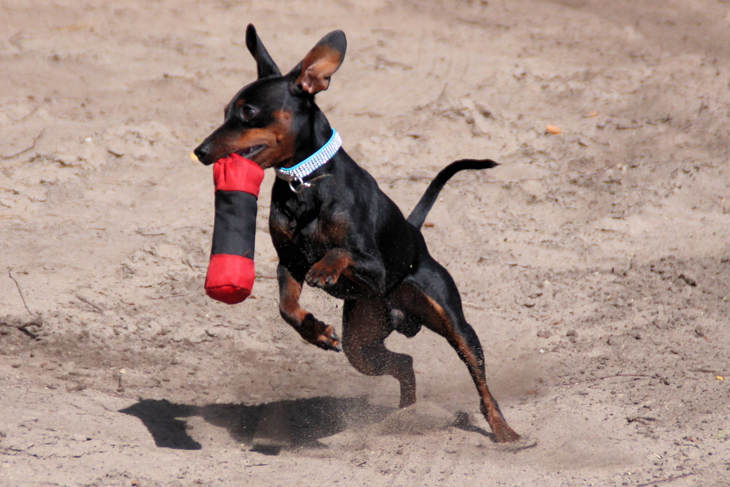 2K, sand, hundesport, dogs playing, animal, collar, field, running, canine, pinscher, reh pinscher, domestic animals, vertebrate, one animal, small dog, HD Wallpaper