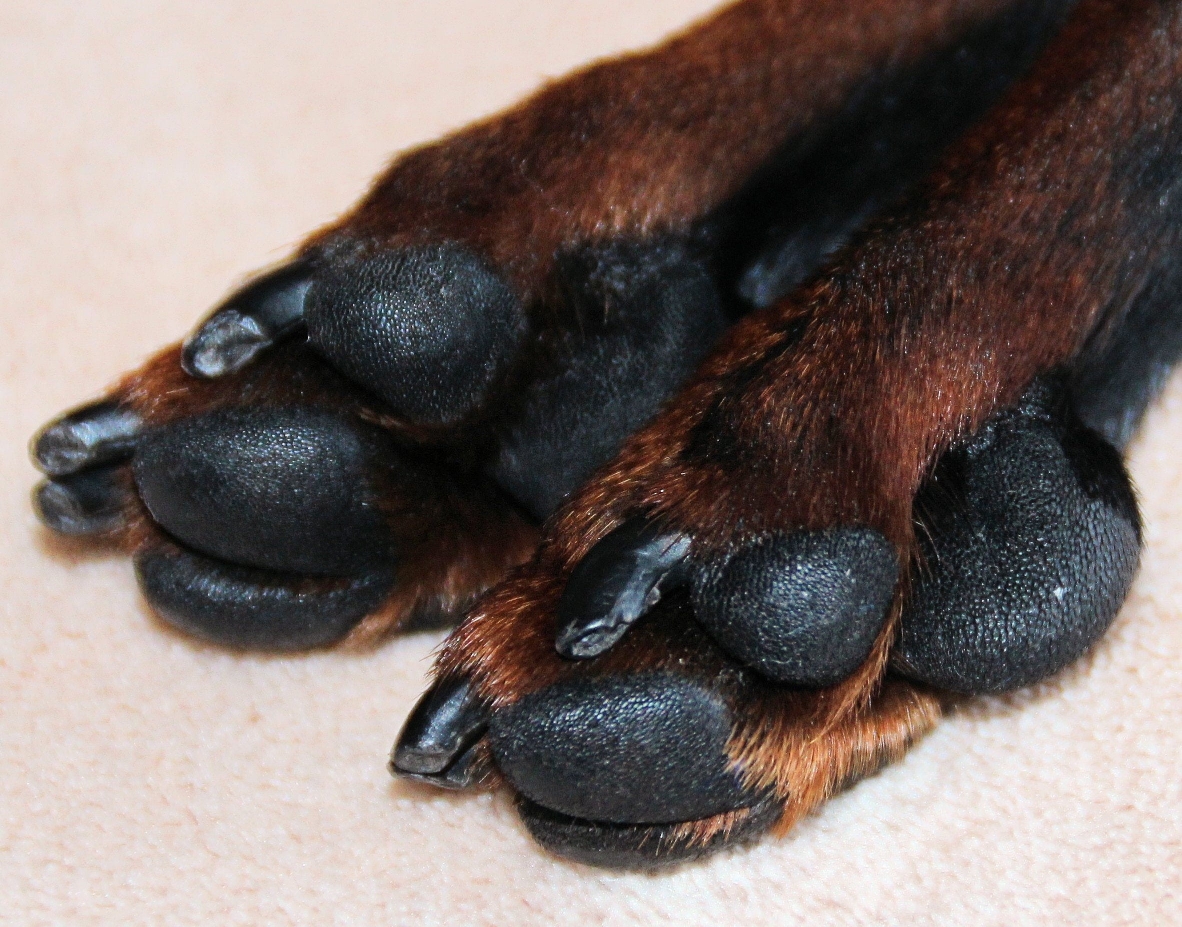 no people, animal body part, pet, indoors, close-up, hundesport, black color, animal themes, striezel, dog, one animal, small, domestic, paw, domestic animals, HD Wallpaper