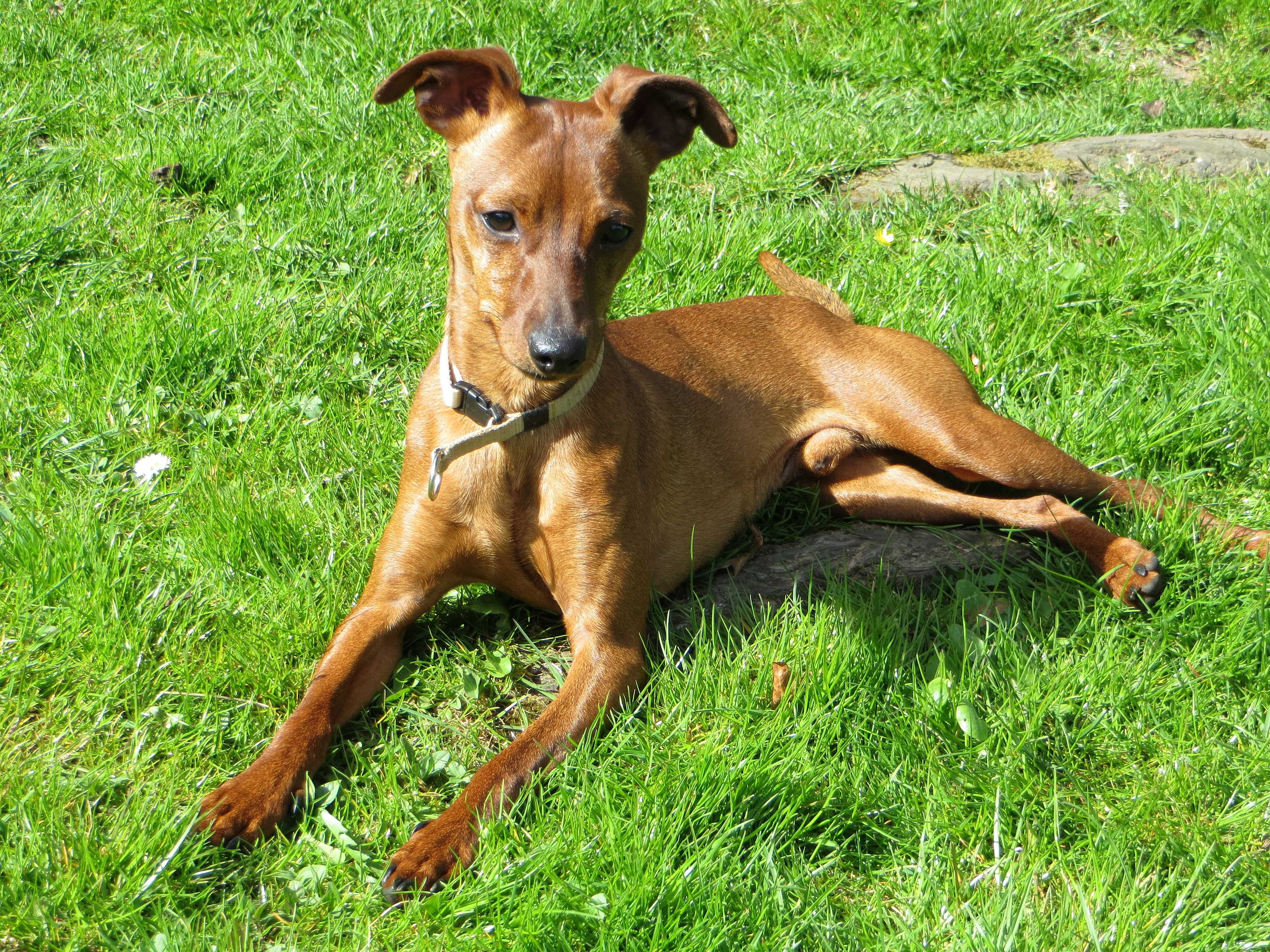 pinscher, dog, outdoors, nature, domestic animals, 4K, mammal, pets, good, small dog, land, sweet, field, brown, one animal, animal themes, sitting, miniature pinscher, HD Wallpaper