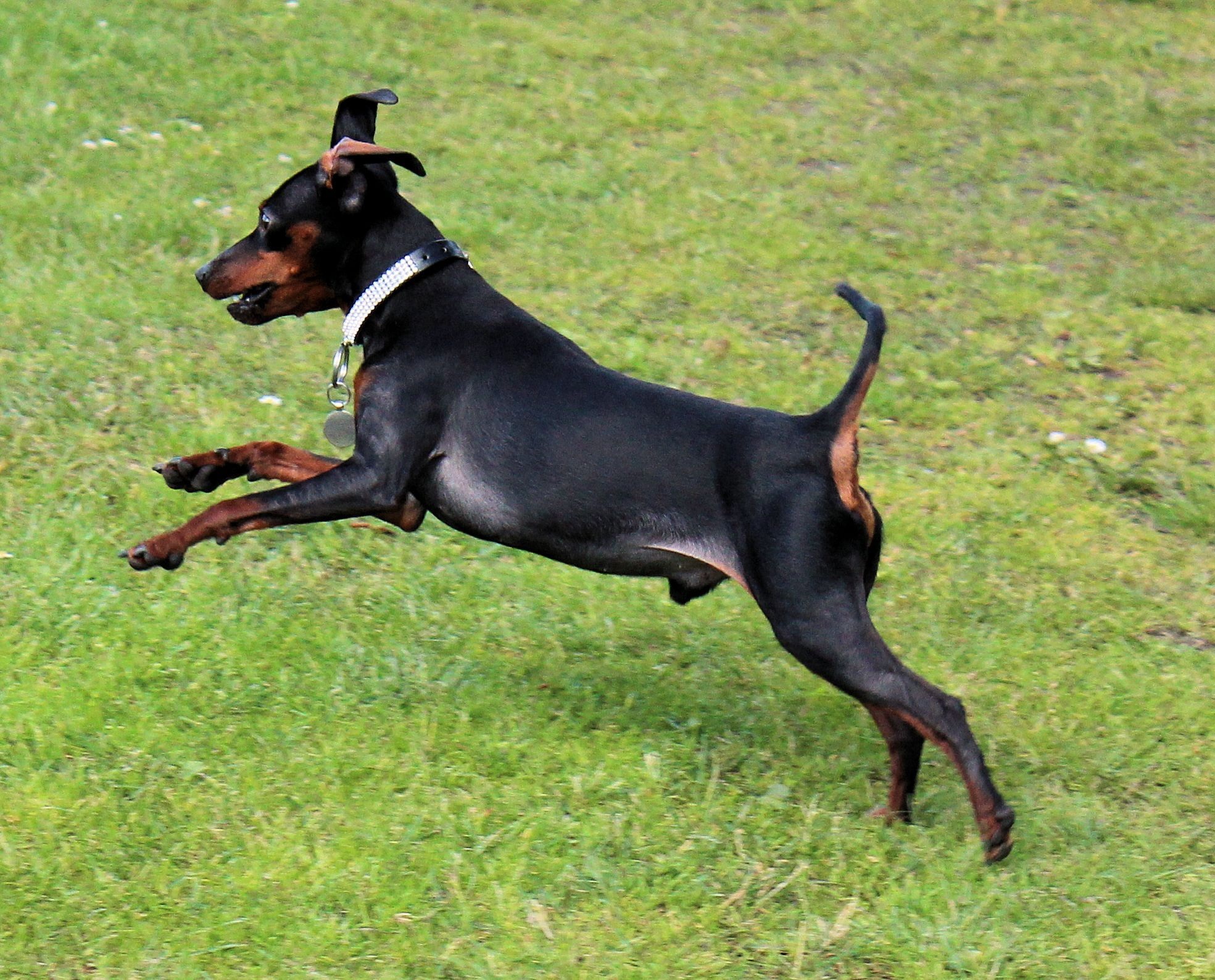 flying dog, small dog, miniature pinscher, no people, grass, land, dogs playing, plant, nature, animal, domestic animals, field, pets, day, mammal, domestic, HD Wallpaper