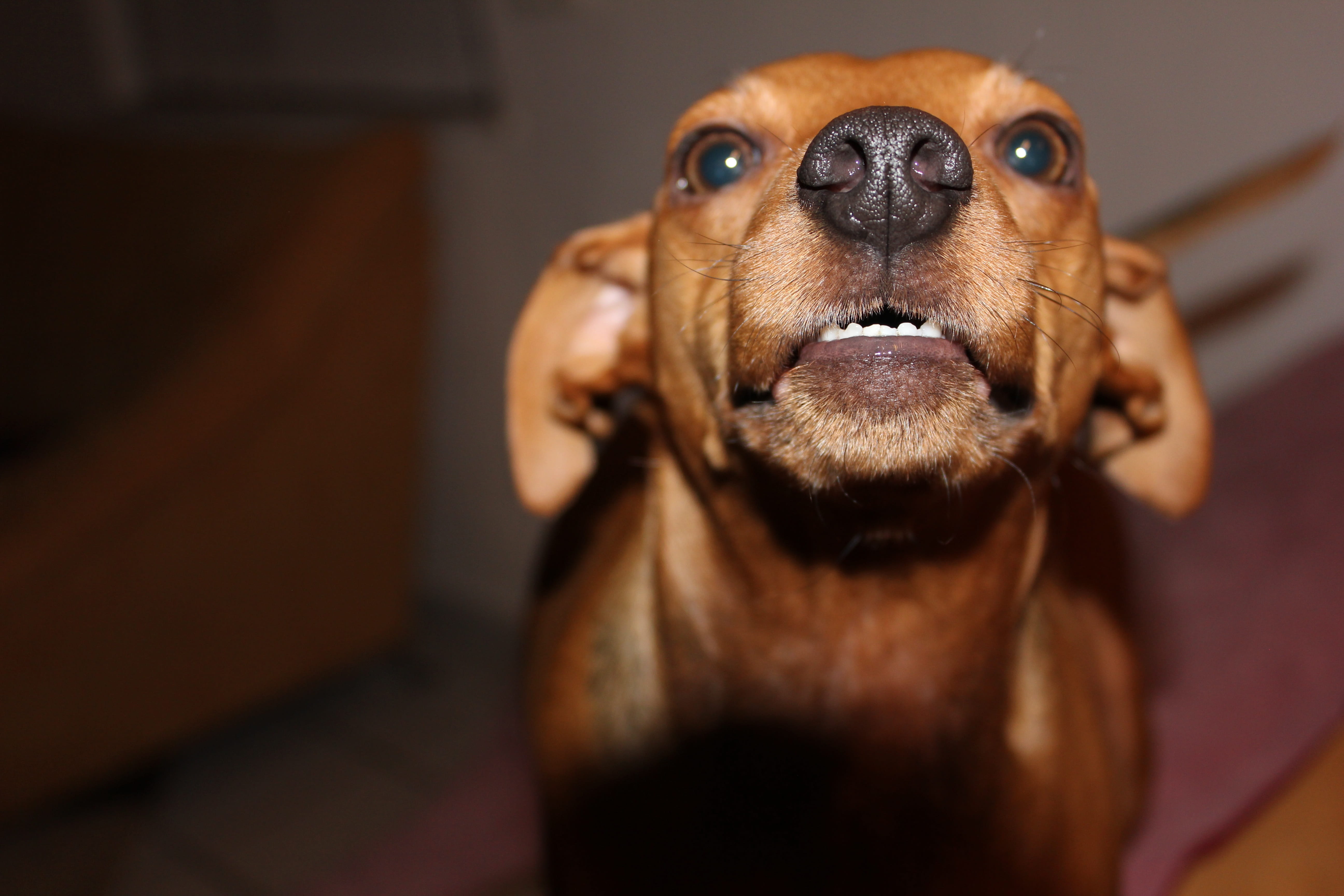 domestic, Pinscher, animal themes, pets, domestic animals, brown, purebred dog, canine, Reh, looking at camera, animal head, close-up, one animal, focus on foreground, HD Wallpaper