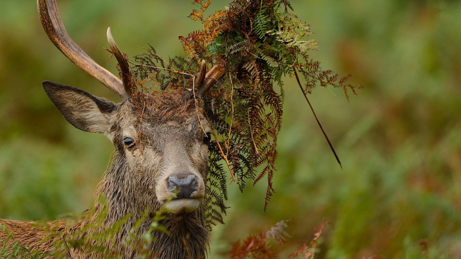 one animal, animal head, deer, forest, animal wildlife, animals in the wild, green, animal, looking at camera, 1080P, herbivorous, antler, portrait, mammal, HD Wallpaper