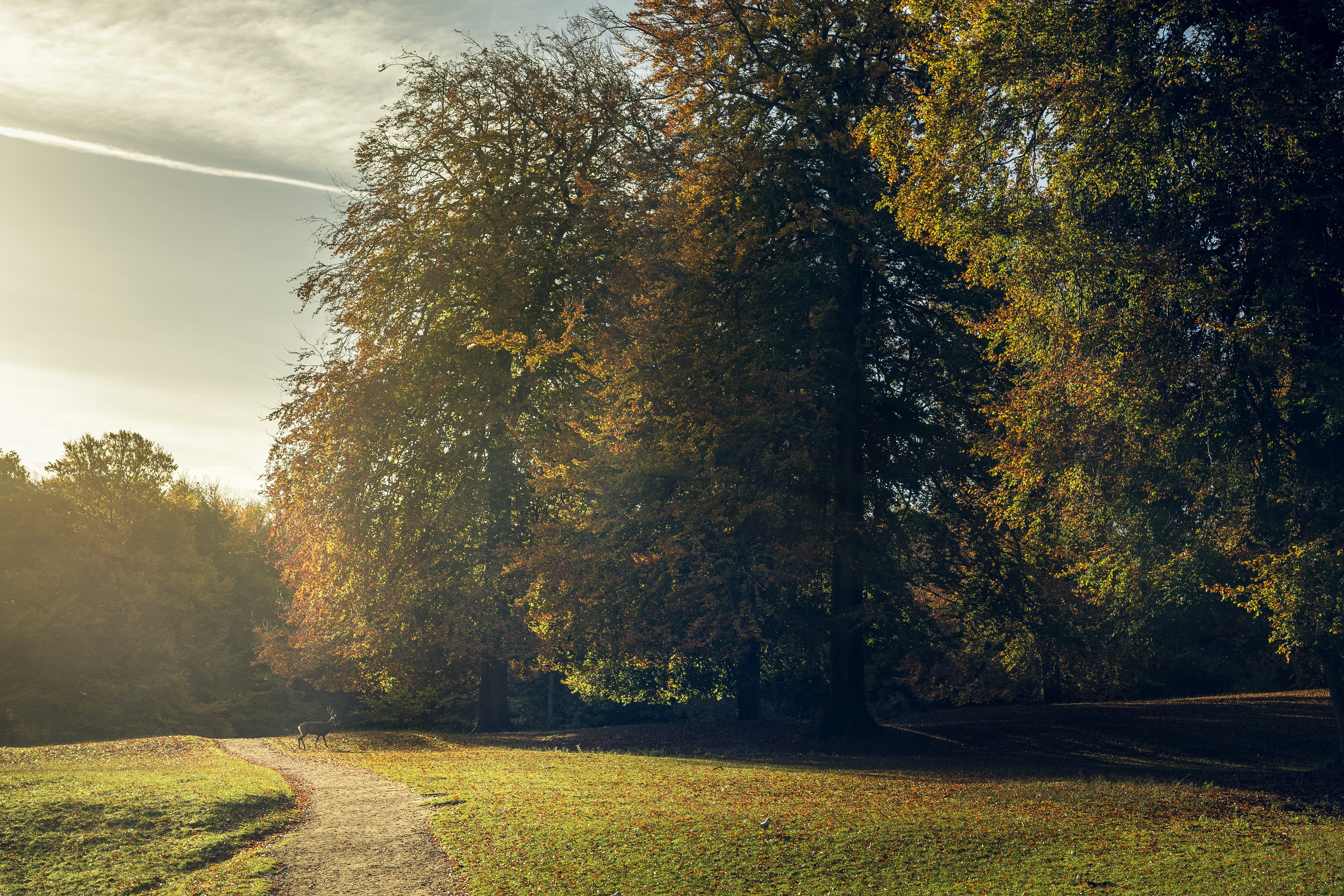 autumn, scenics - nature, trees, grass, nature, field, golden leaves, change, land, 4K, day, beauty in nature, growth, forest, outdoors, natural, tranquility, HD Wallpaper