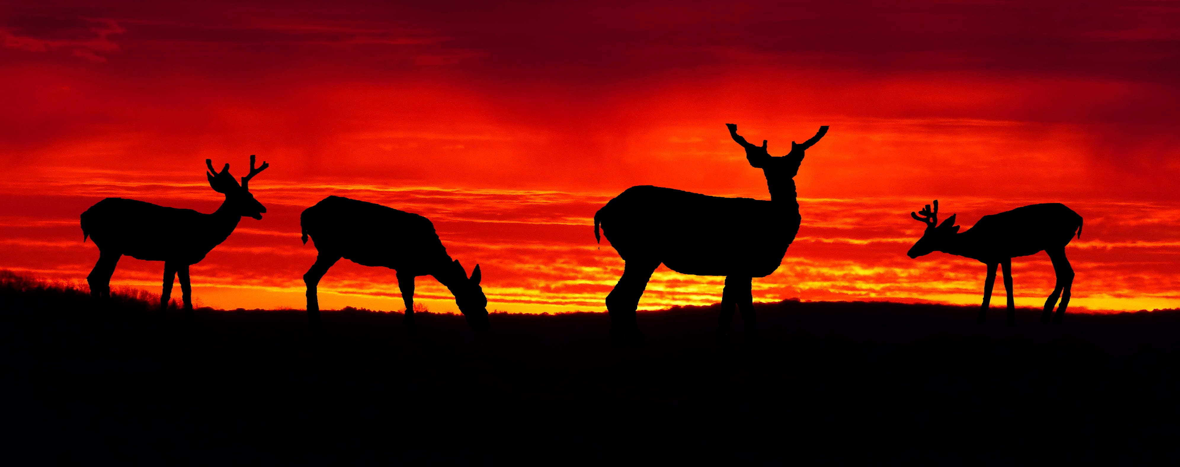 standing, clouds, herd, evening, back lit, vertebrate, twilight, summer, animal themes, outdoors, colors, silhouette, deer, sunset, group of animals, mammal, HD Wallpaper
