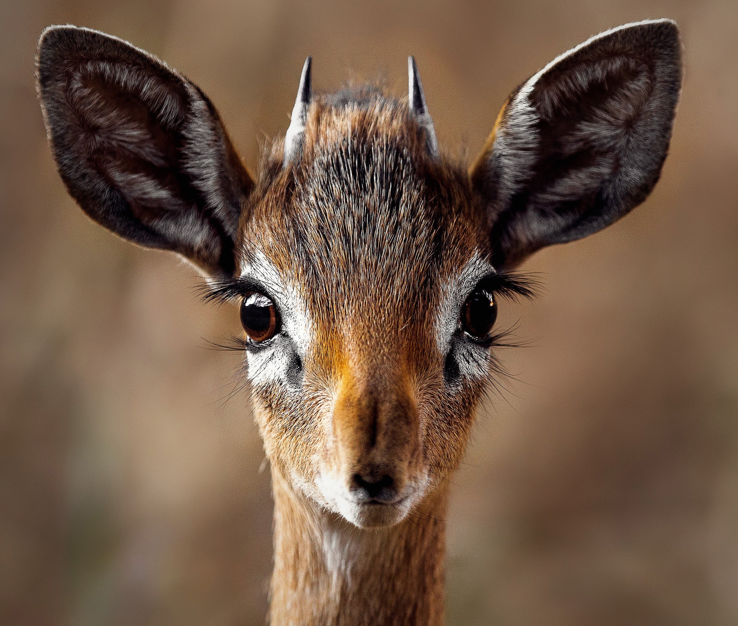 portrait, day, looking at camera, animal, snout, one animal, focus, herbivorous, outdoors, vertebrate, animals, whisker, wild, no people, animal wildlife, HD Wallpaper