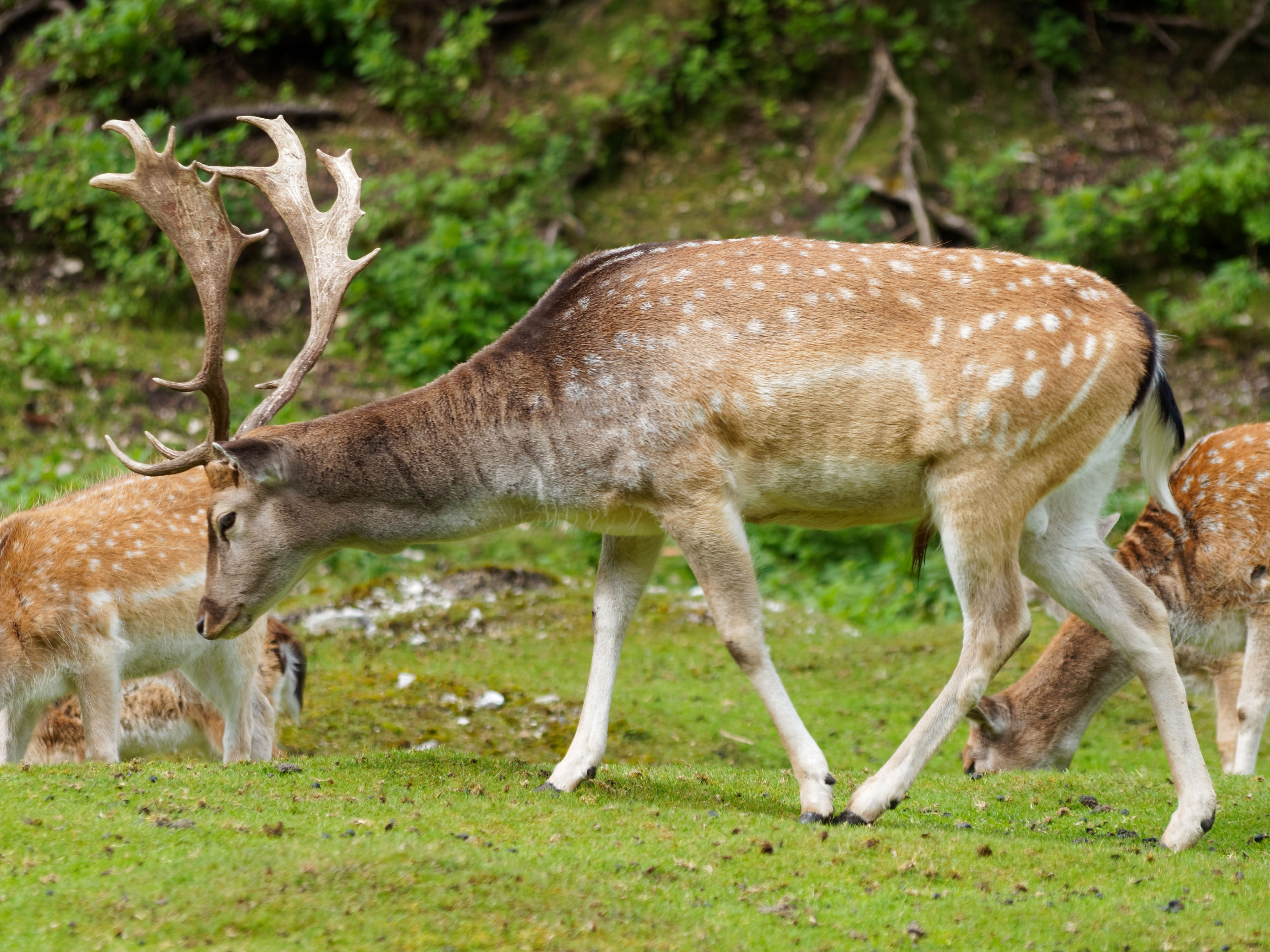 no people, vertebrate, grazing, Animals, animal wildlife, national Park, herbivorous, animals In The Wild, standing, side view, 4K, day, animal themes, HD Wallpaper