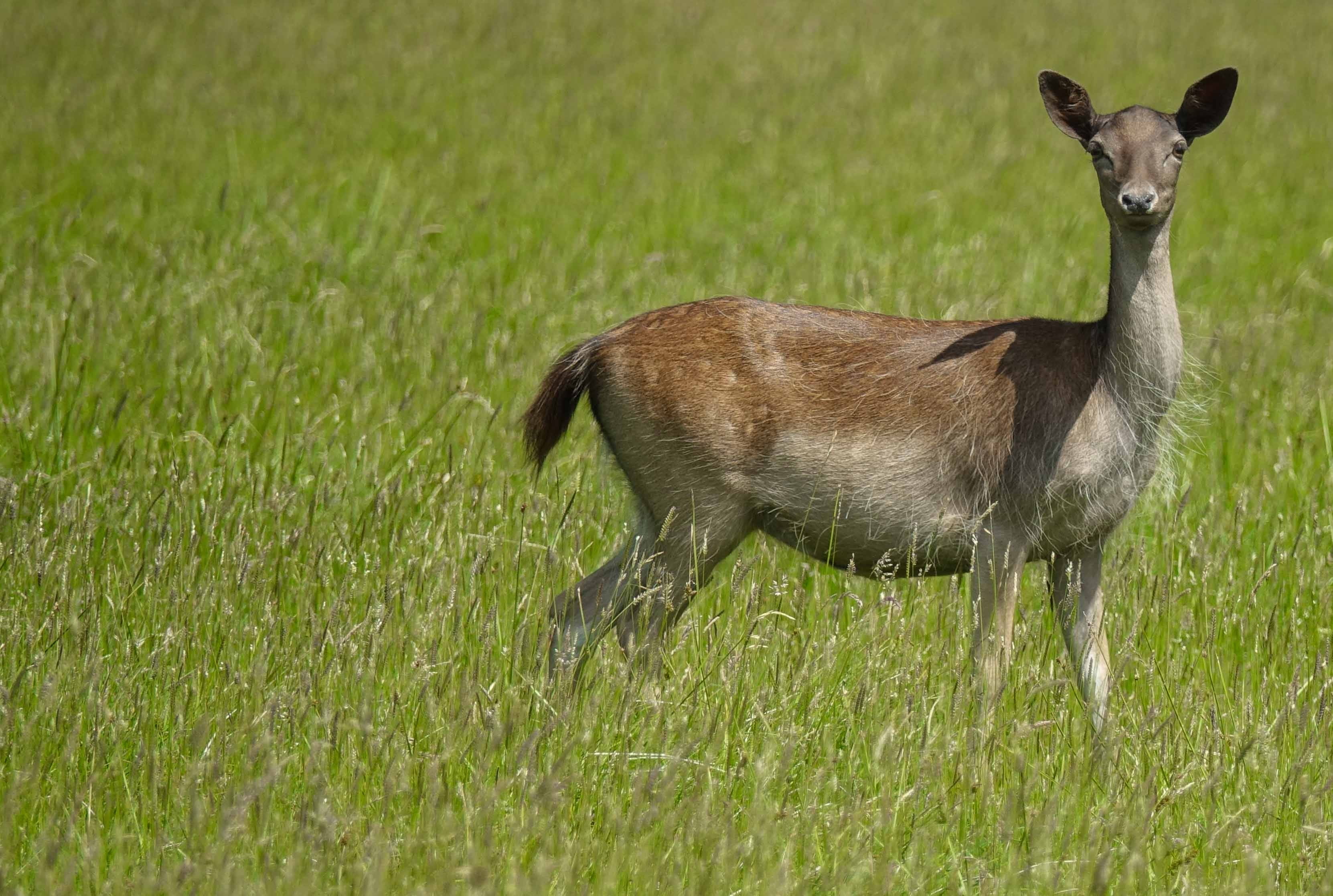 no people, vertebrate, animal wildlife, deer, side view, animals in the wild, animal themes, land, nature, outdoors, green color, domestic animals, animals, HD Wallpaper