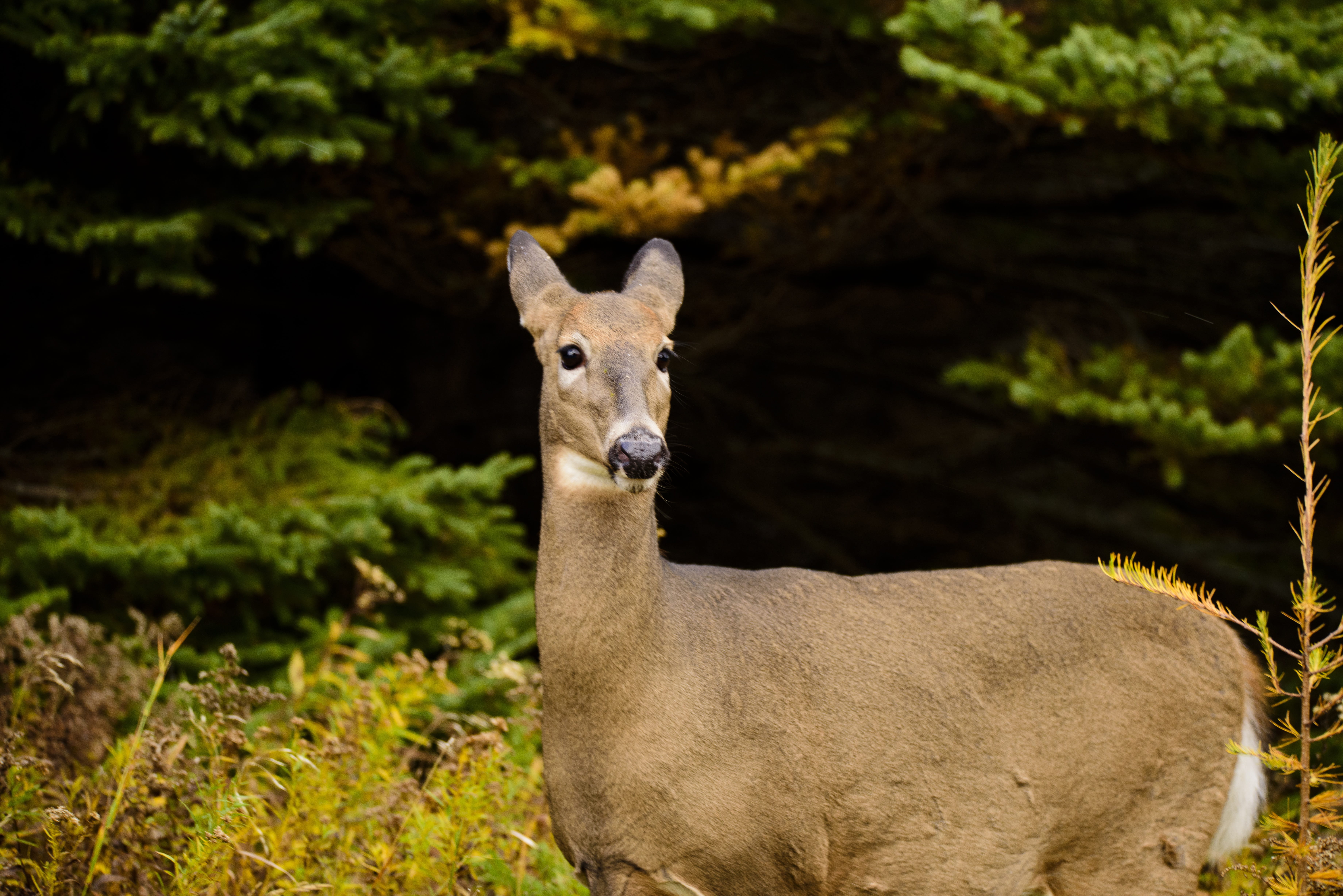 Wild Animals, pets, Deer, focus on foreground, standing, Nature, game, vertebrate, biche, mammal, outdoors, field, portrait, land, animal wildlife, livestock, HD Wallpaper