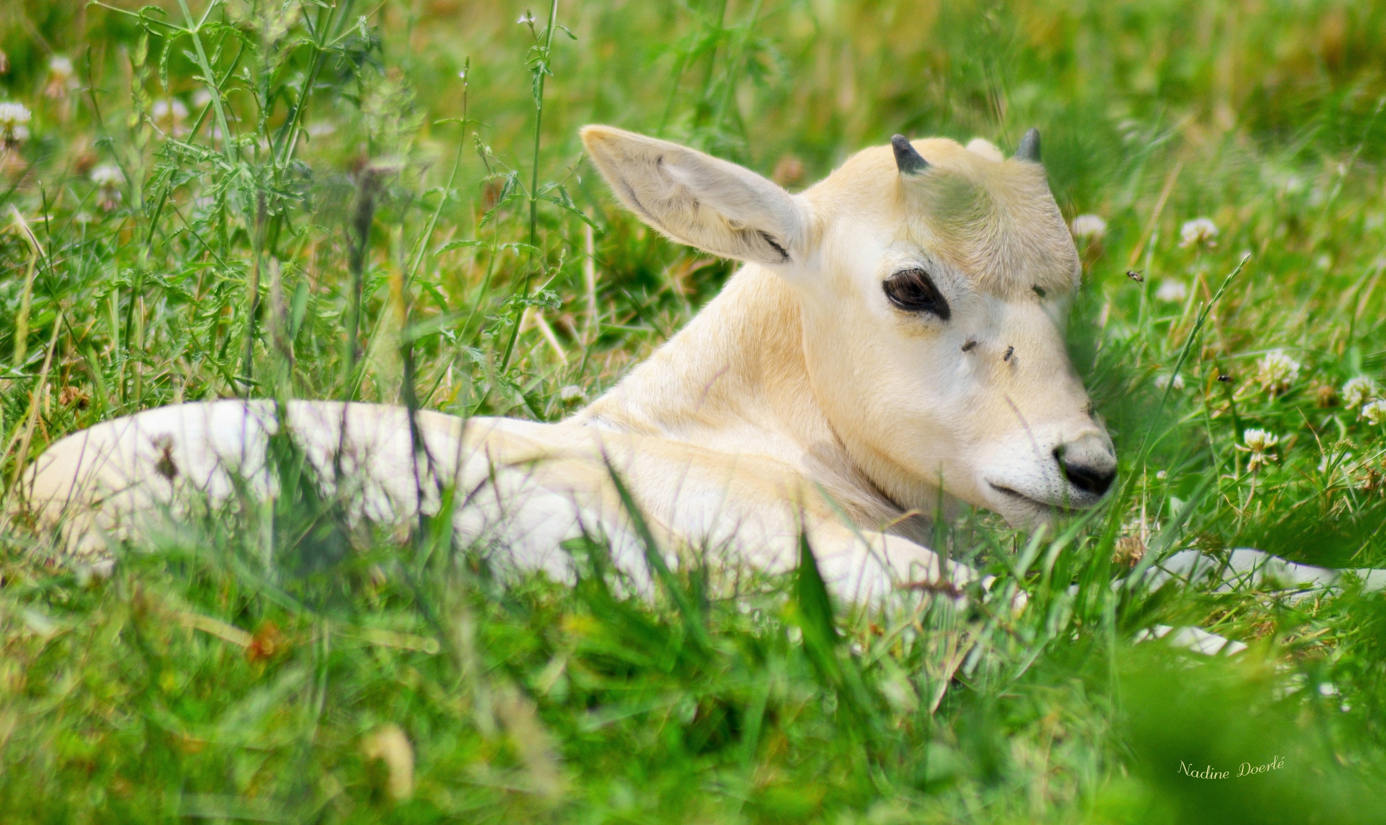 beige, selective focus, outdoors, herbivorous, relaxation, deer, vertebrate, field, summer, one animal, plant, green color, no people, meadow, white, young animal, HD Wallpaper