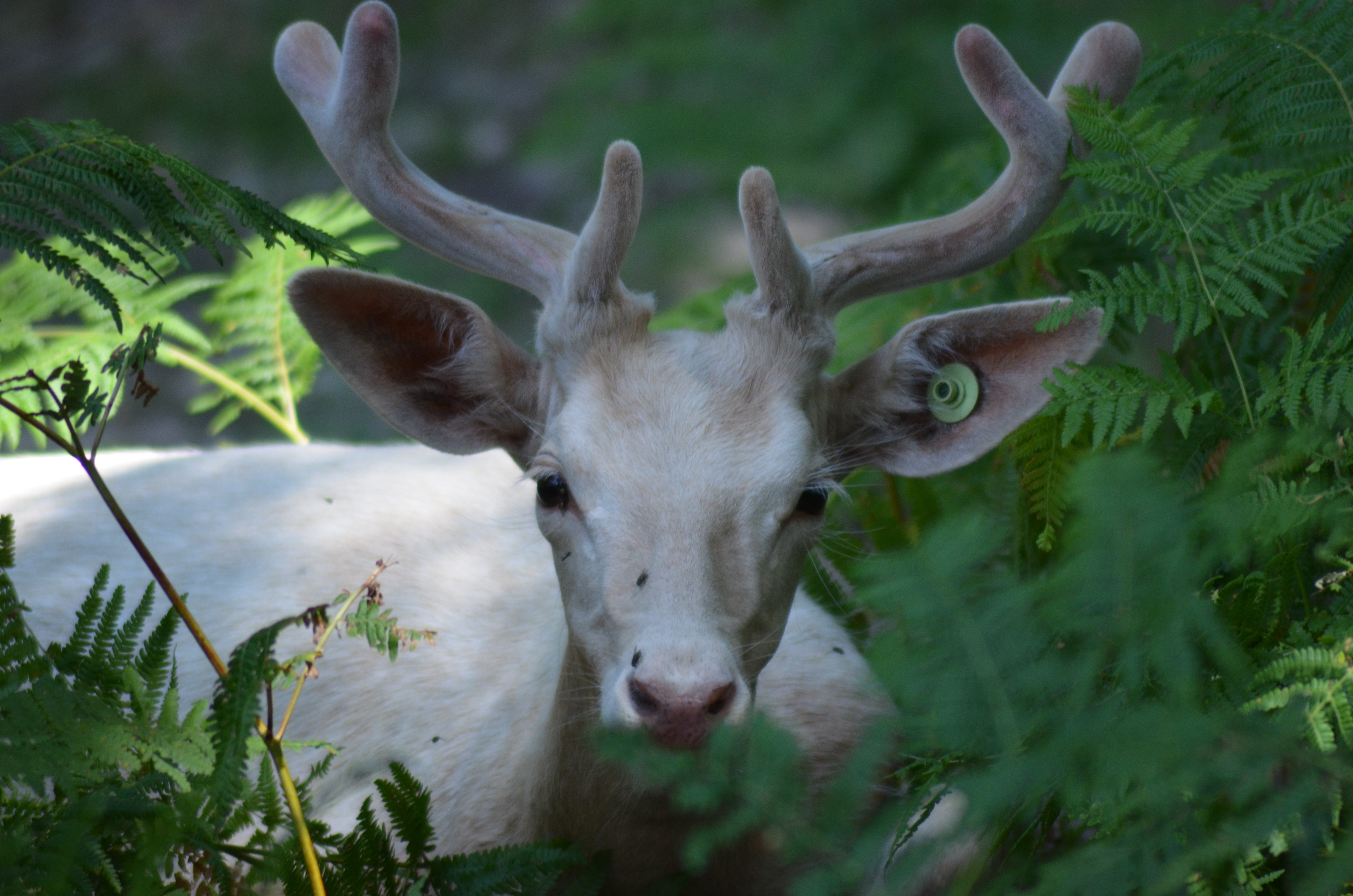 biche, wild life, green, wildlife, wild animal, green color, animal body part, animals, animal themes, mammal, land, plant, vertebrate, fauna, nature, animal wildlife, HD Wallpaper