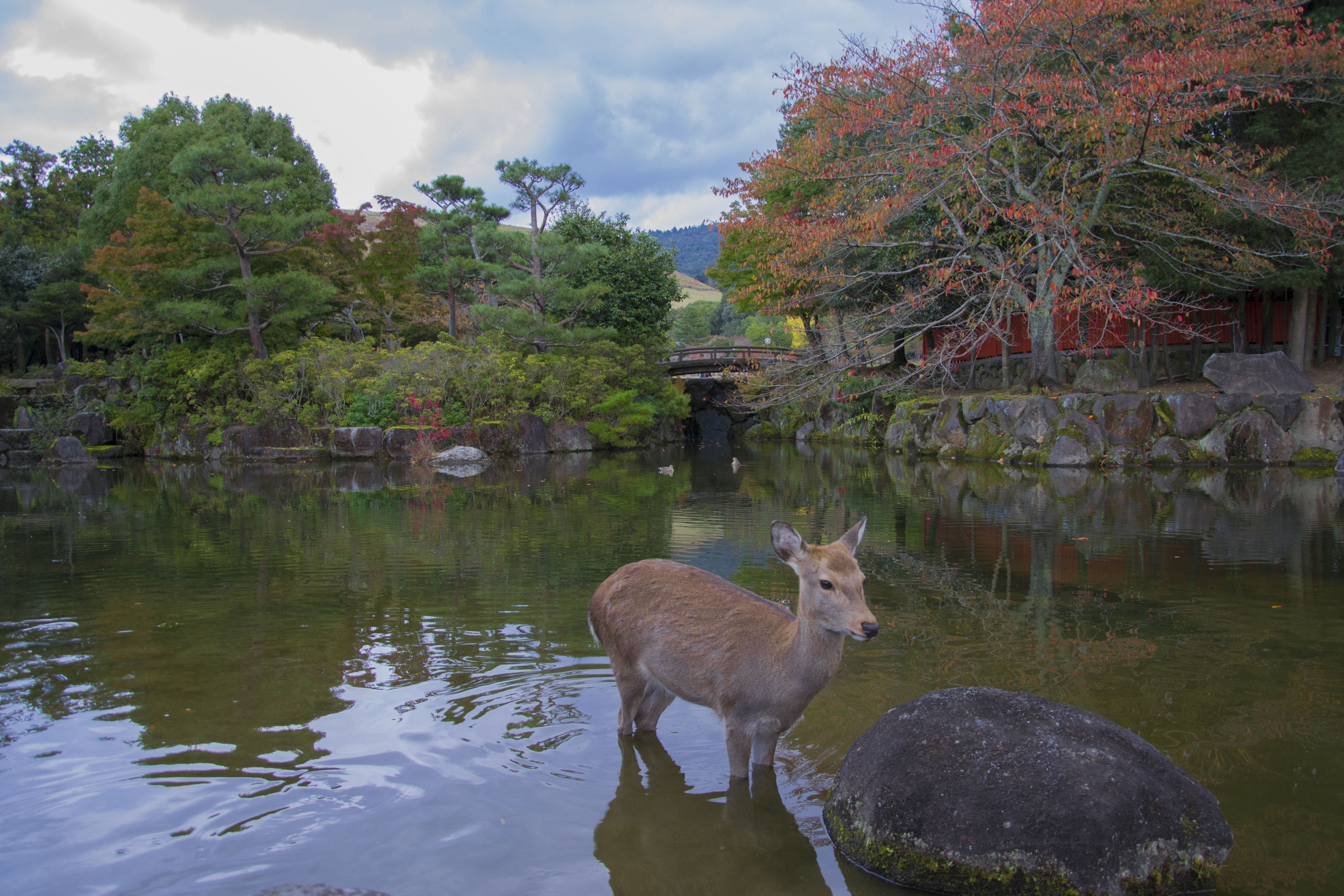 japan, animal themes, plant, domestic animals, zen, tree, nara, two animals, 4K, animal wildlife, day, lake, trees, group of animals, deer, water, mammal, HD Wallpaper