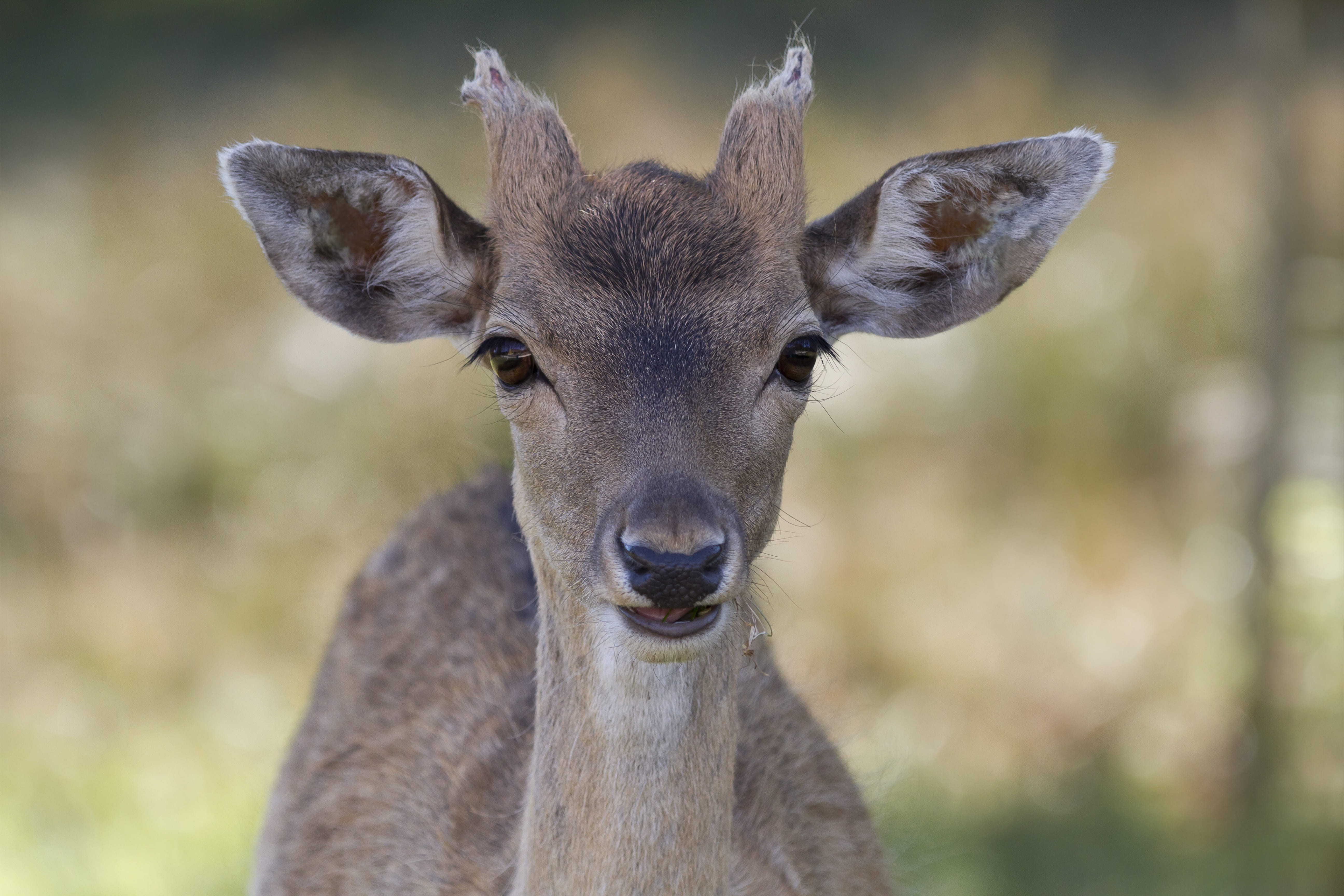 outdoors, one animal, focus on foreground, day, photo, fauna, portrait, no people, doe, wild animal, nature, animal body part, animals in the wild, brown, HD Wallpaper