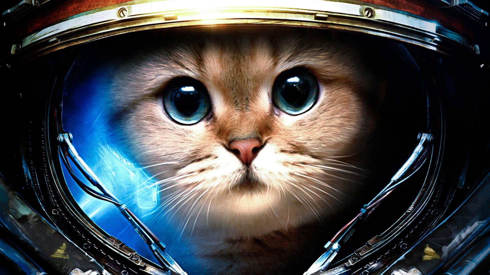astronaut, fantastic, kitten, brown, ready, kitty, commer, helmet, save, nice, 1080P, picture, kittens, world, mission, anim, planet, skyphoenixx1, beautiful, HD Wallpaper