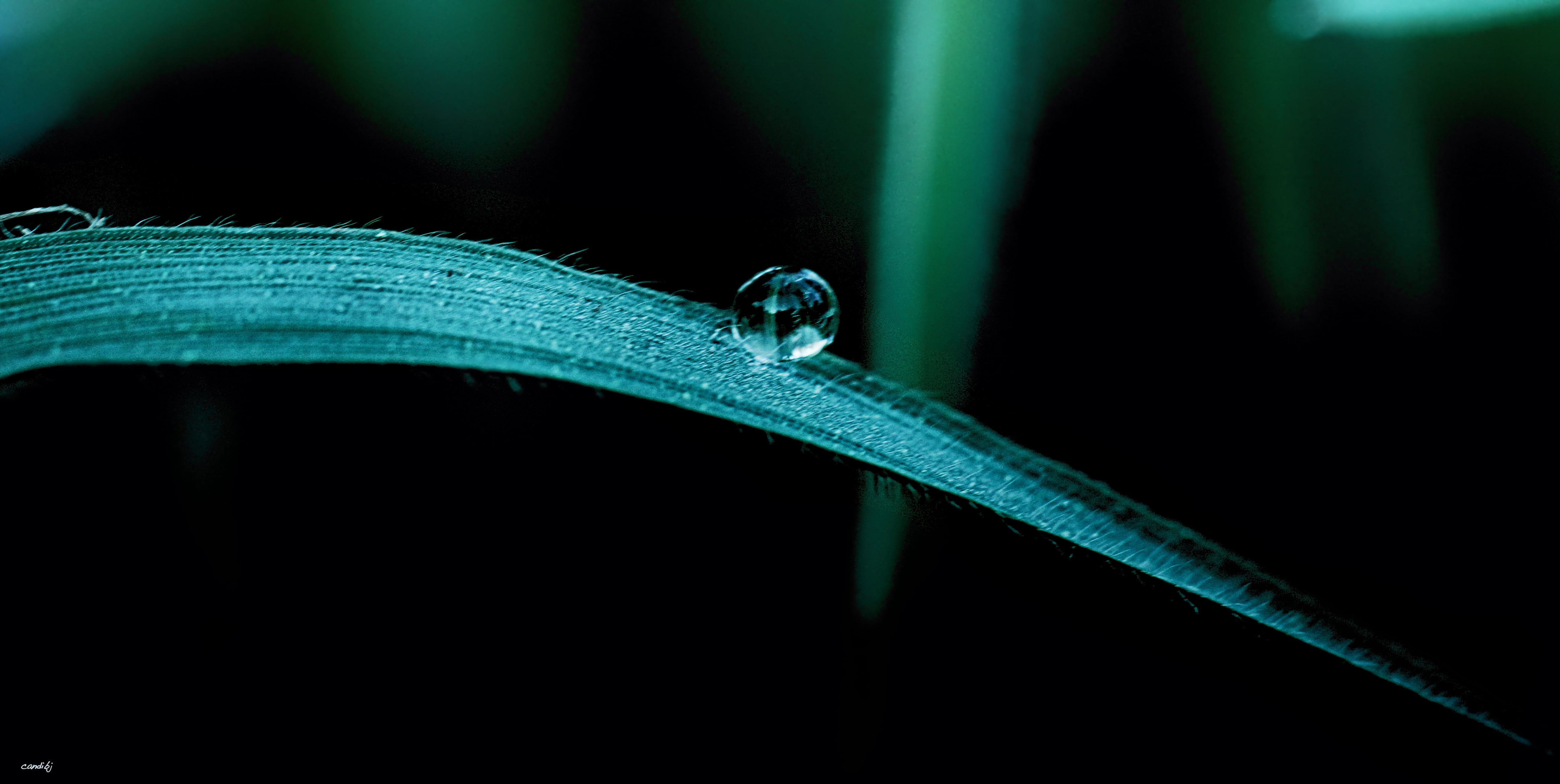 drop, 5K, droplet, dew, raindrop, El, plant, green leaf, Sony, Aire libre, green, close, A77, shot, tobogán, leaf, nature, nat, close up shot, Macro, water droplet, HD Wallpaper