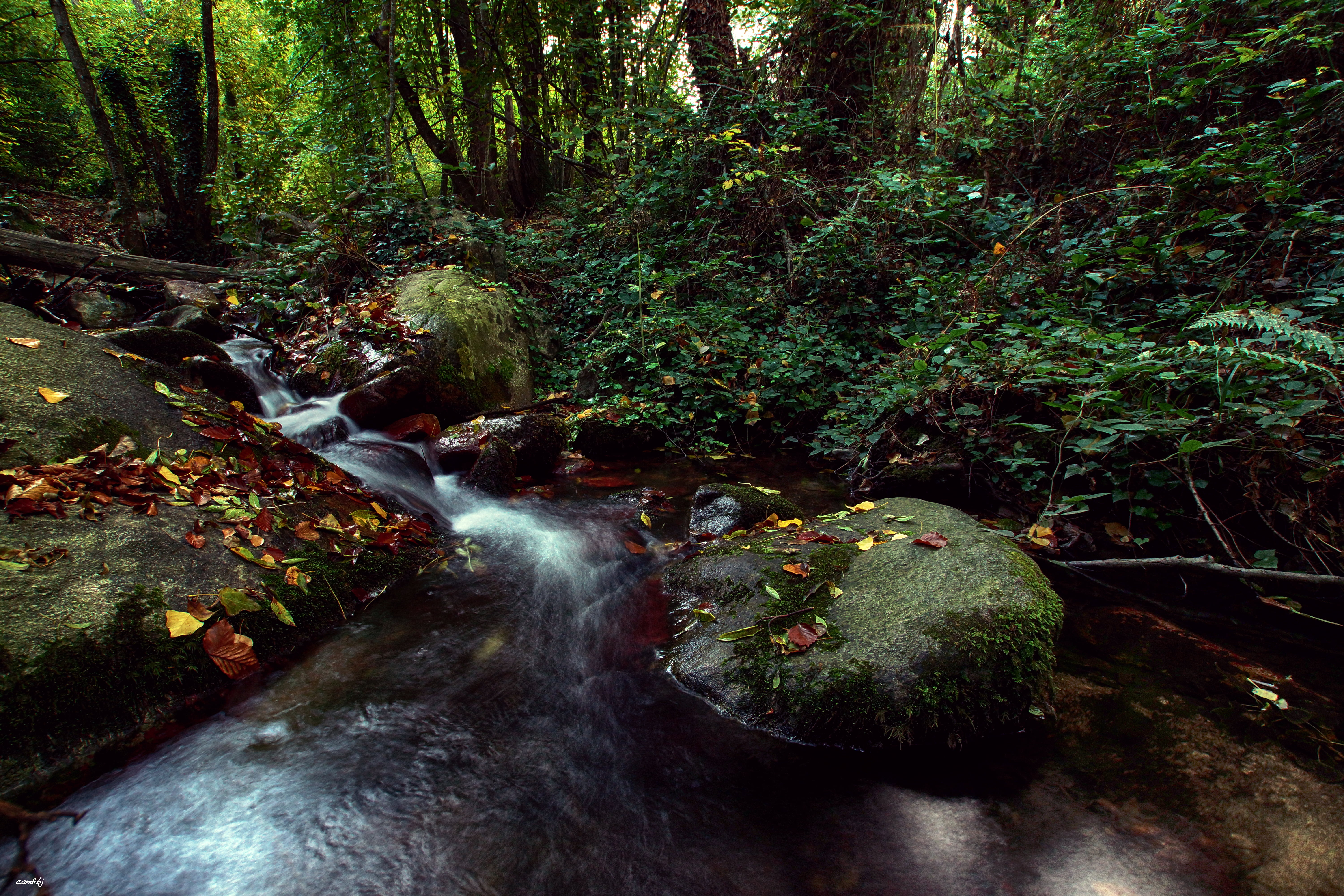 Bosque, rock - Object, streams, water, stream, tree, waterfall, moss, A77, Riera, green Color, scenics, rocks, Agua, forest, beauty In Nature, tropical Rainforest, HD Wallpaper