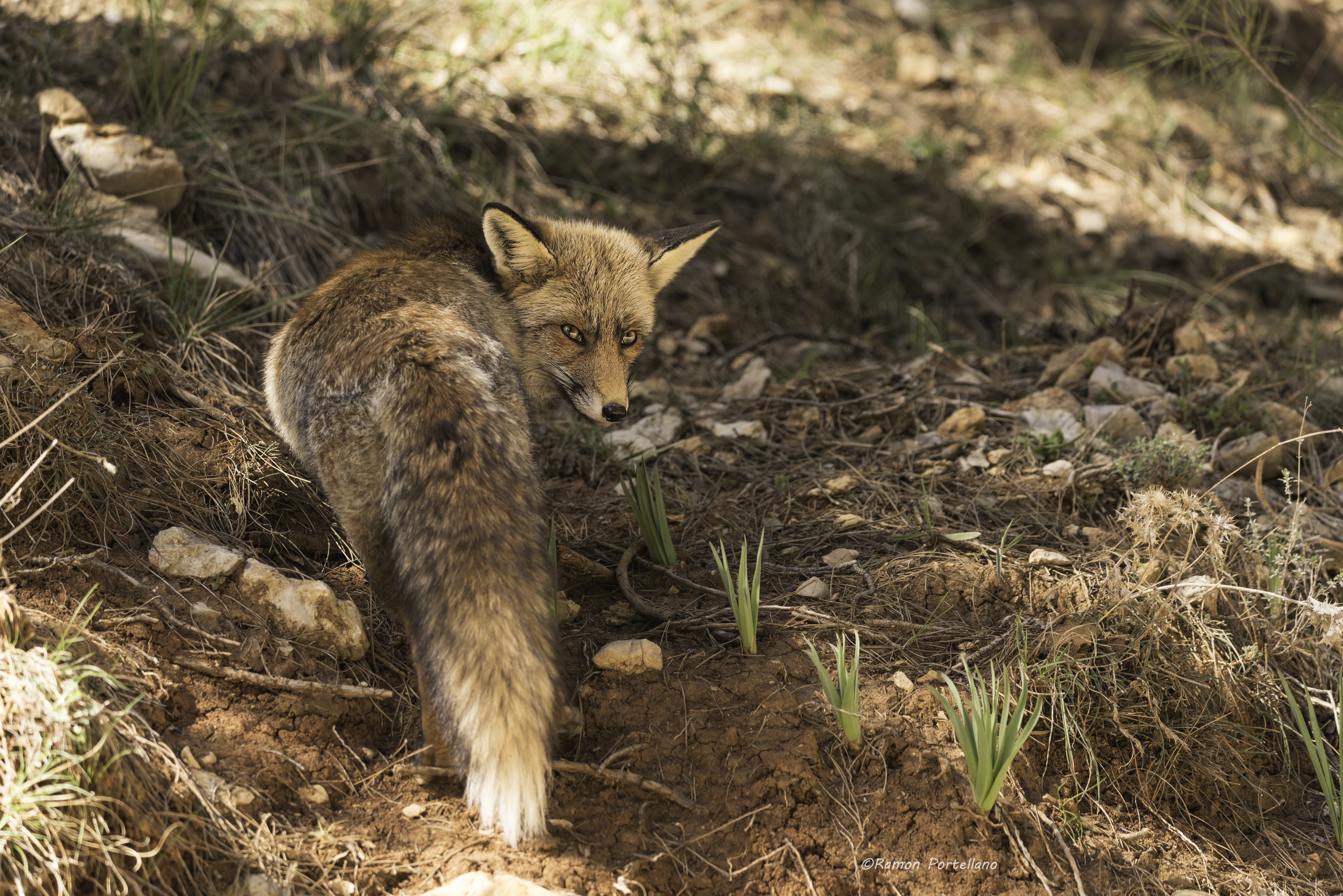 fauna, shallow focus, zorro, outdoors, Sigma, focus, wildlife, photography, fox, fotografia, Sierra de Cazorla, animal, shallow, Segura, grey fox, grey, HD Wallpaper