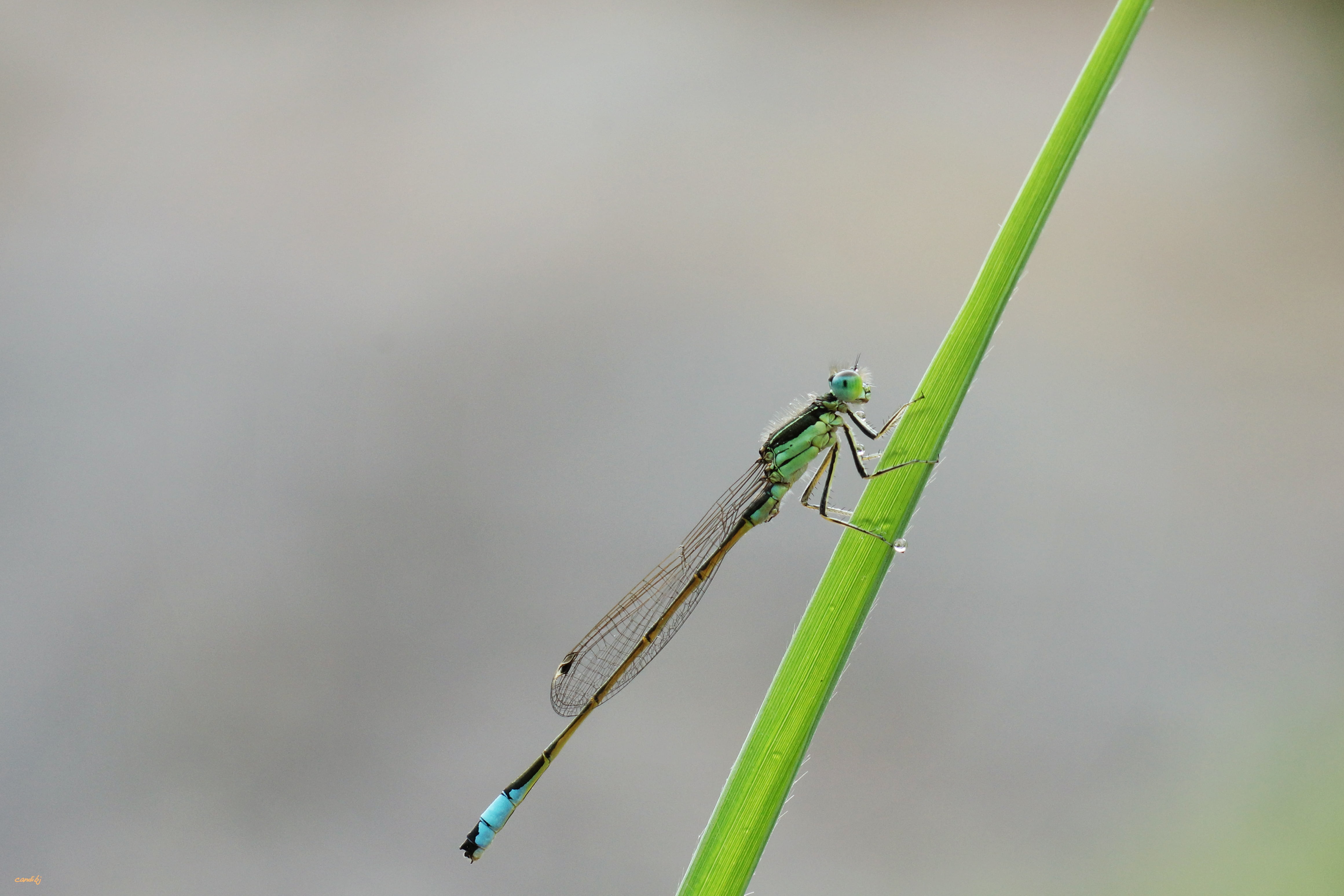 dragon, fly, dragon fly, summer, damselfly, selective focus, Nature, close-up, leaf, grass, wildlife, Aire libre, insect, de campo, green dragon, green leaf, HD Wallpaper