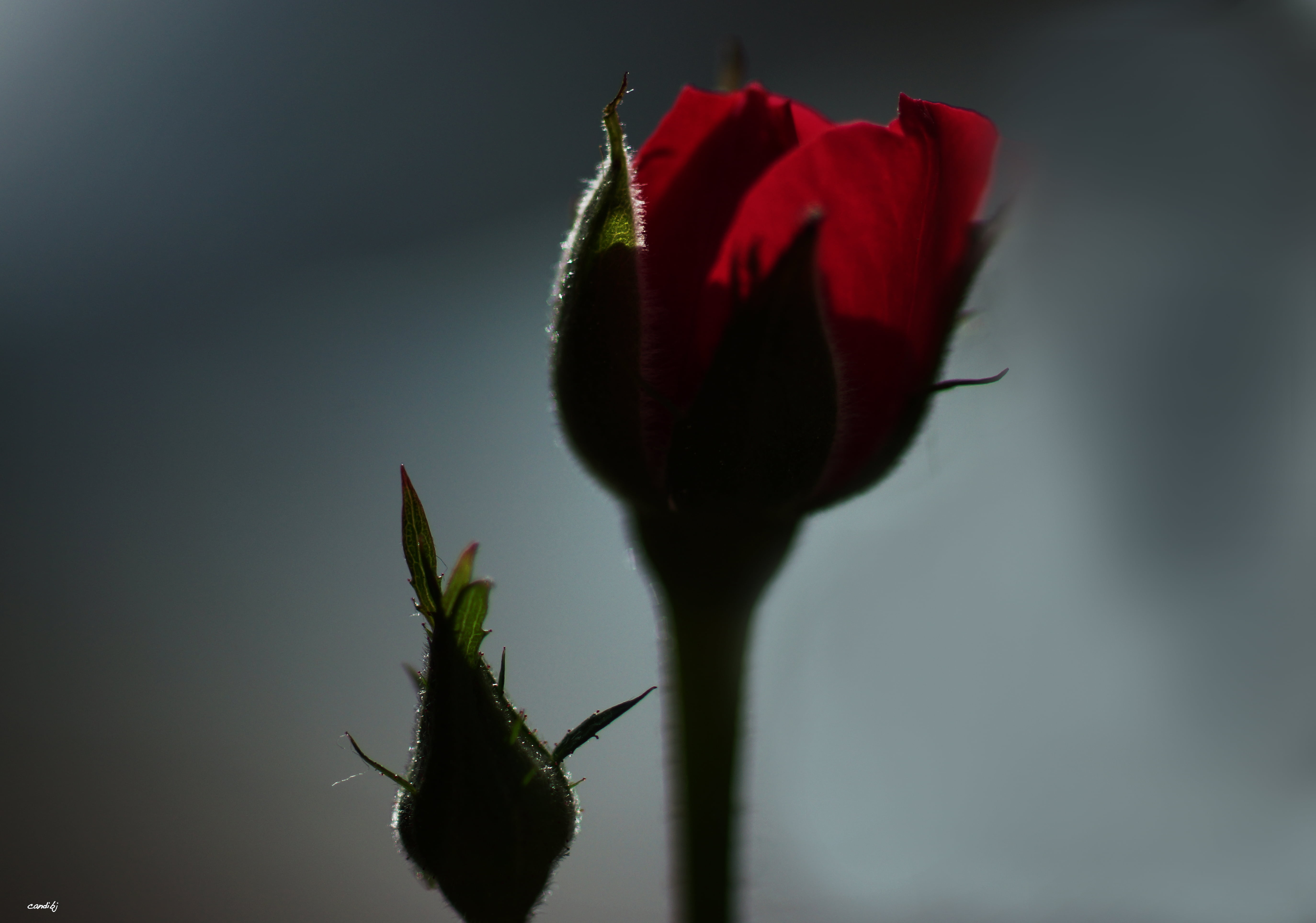 red, 5K, Aire libre, Sony, Nature, macro, plant, rose, capullo, A77, Flor, beauty In Nature, flower, close-up, HD Wallpaper