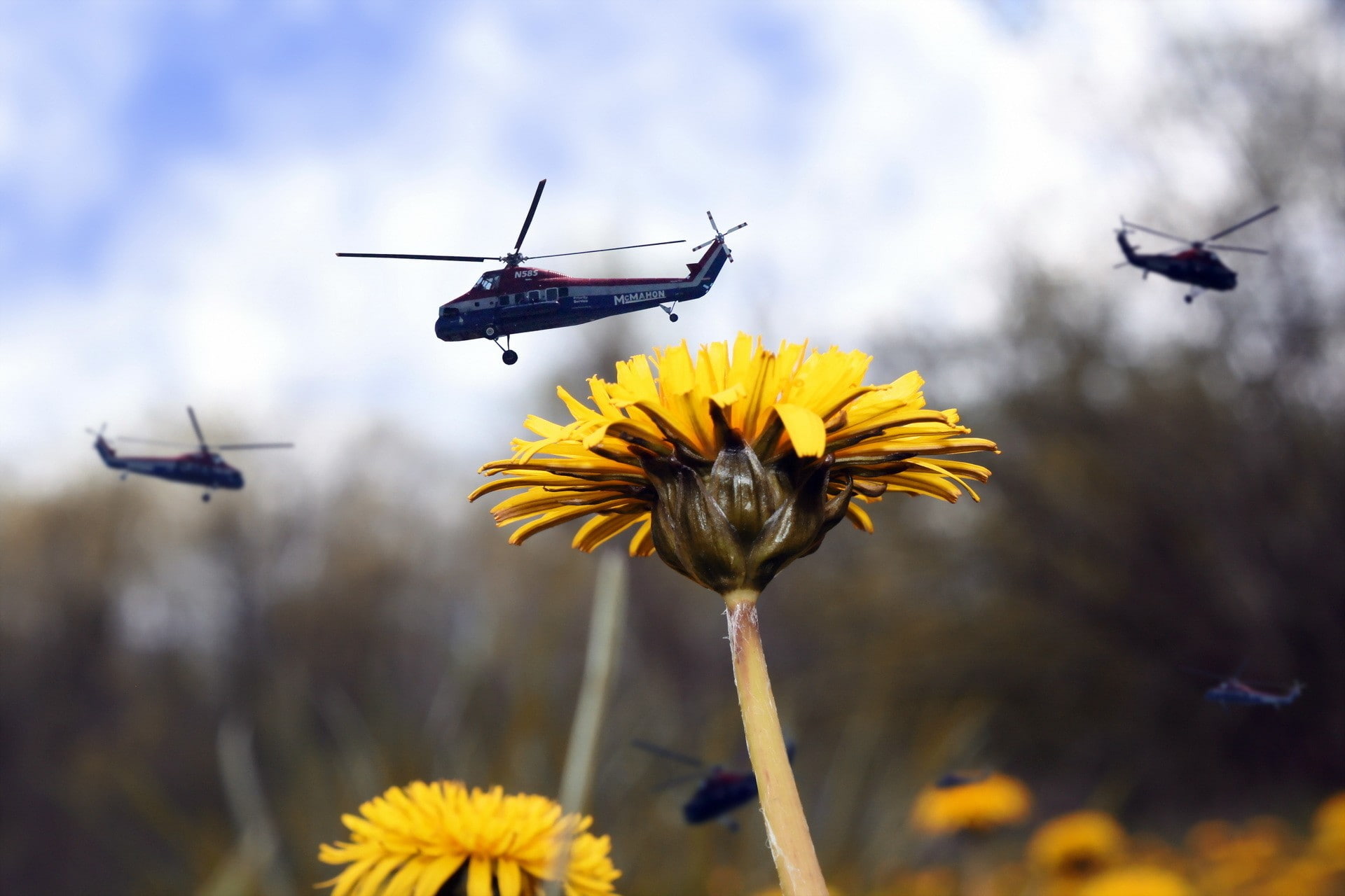 beauty in nature, motion, flying, mid-air, group of animals, fragility, animal wildlife, freshness, hovering, 1080P, flower, focus on foreground, macro, HD Wallpaper