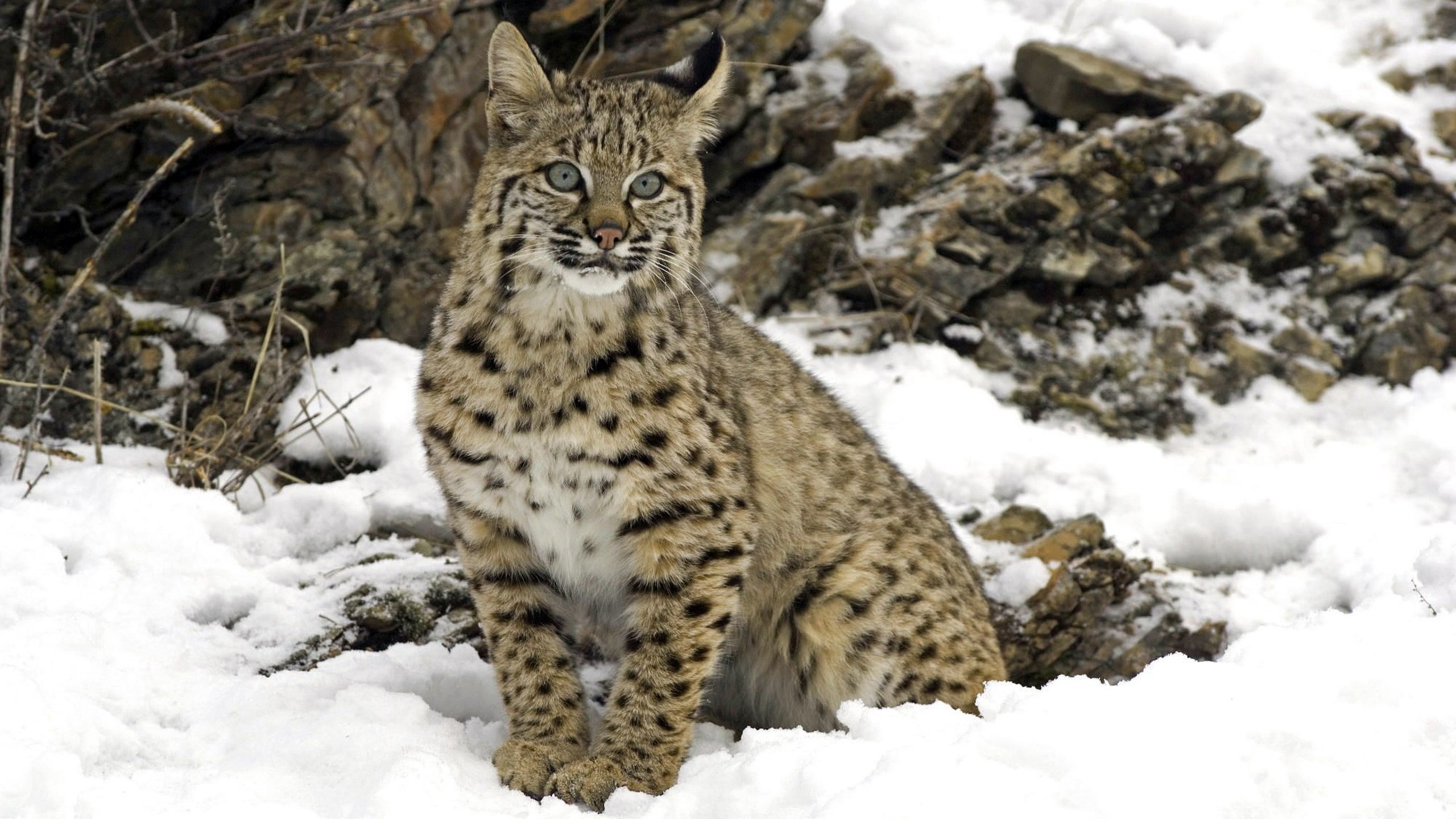 cat, vertebrate, pets, winter, cold temperature, snow, nature, feline, whisker, one animal, animal themes, day, domestic animals, white color, lynx habitat images, HD Wallpaper