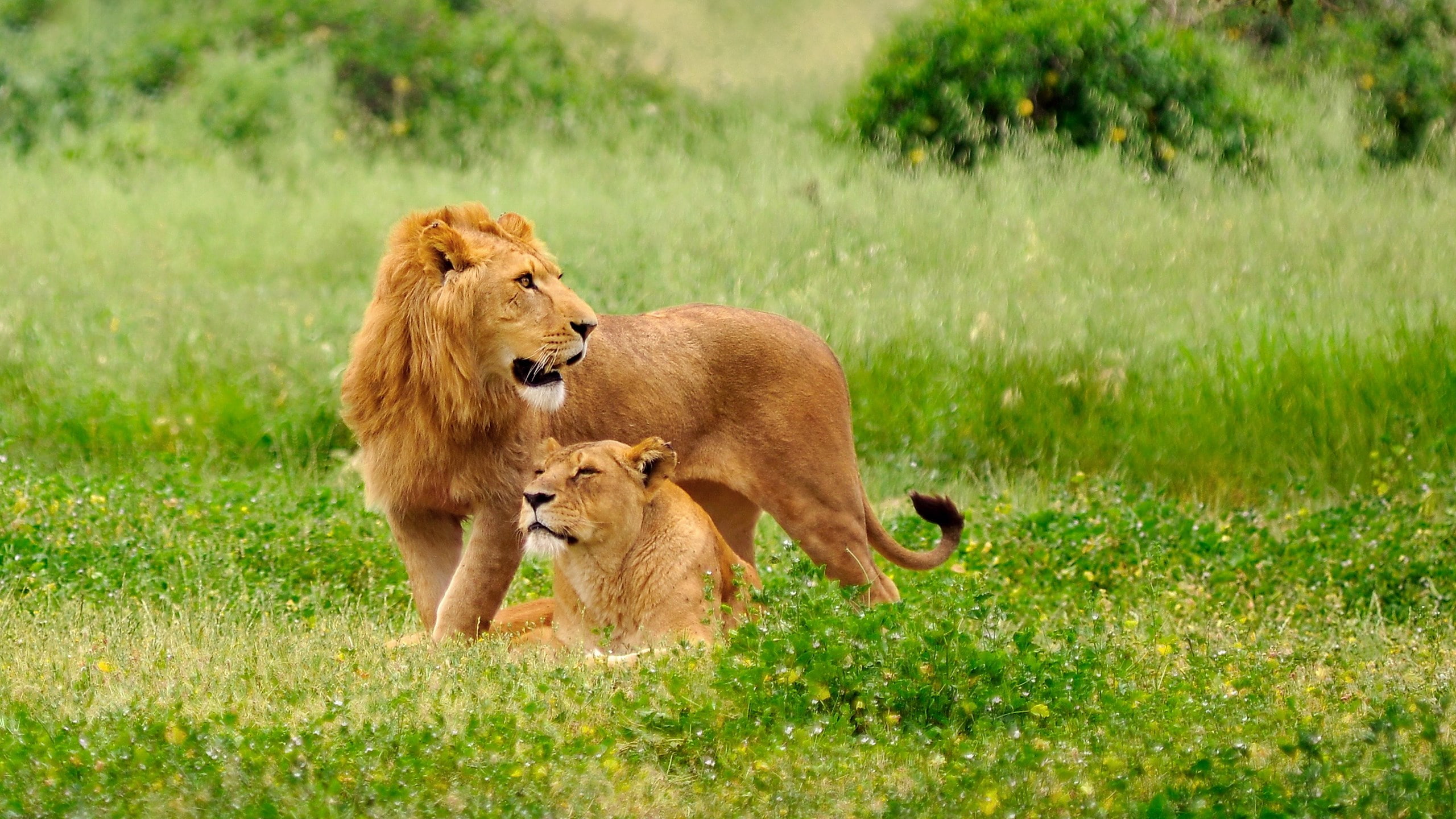 animal themes, plant, care, vertebrate, lion - feline, female animal, young animal, grass, cat, animal, animal wildlife, 2K, two animals, nature, animals in the wild, HD Wallpaper