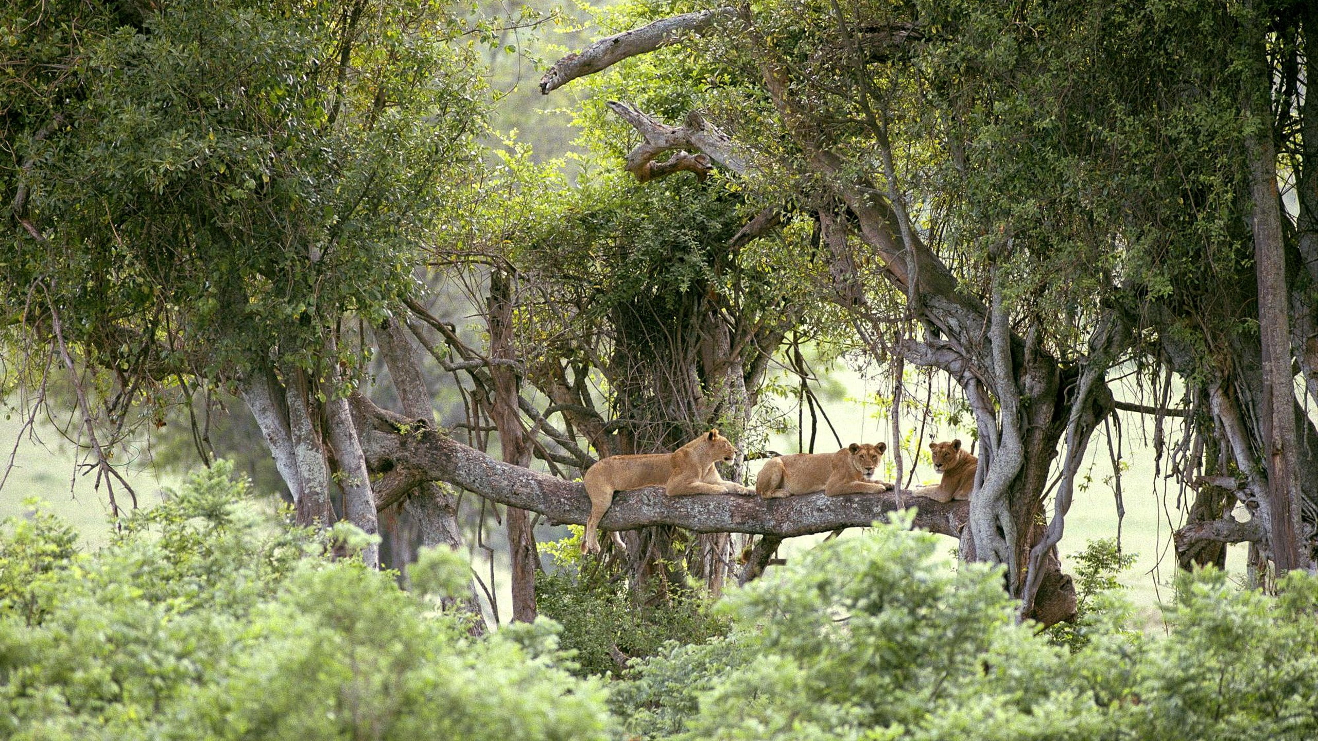 tree, mammal, outdoors, relaxation, forest, deer, domestic animals, herbivorous, animal themes, animal wildlife, one animal, no people, animal, vertebrate, HD Wallpaper