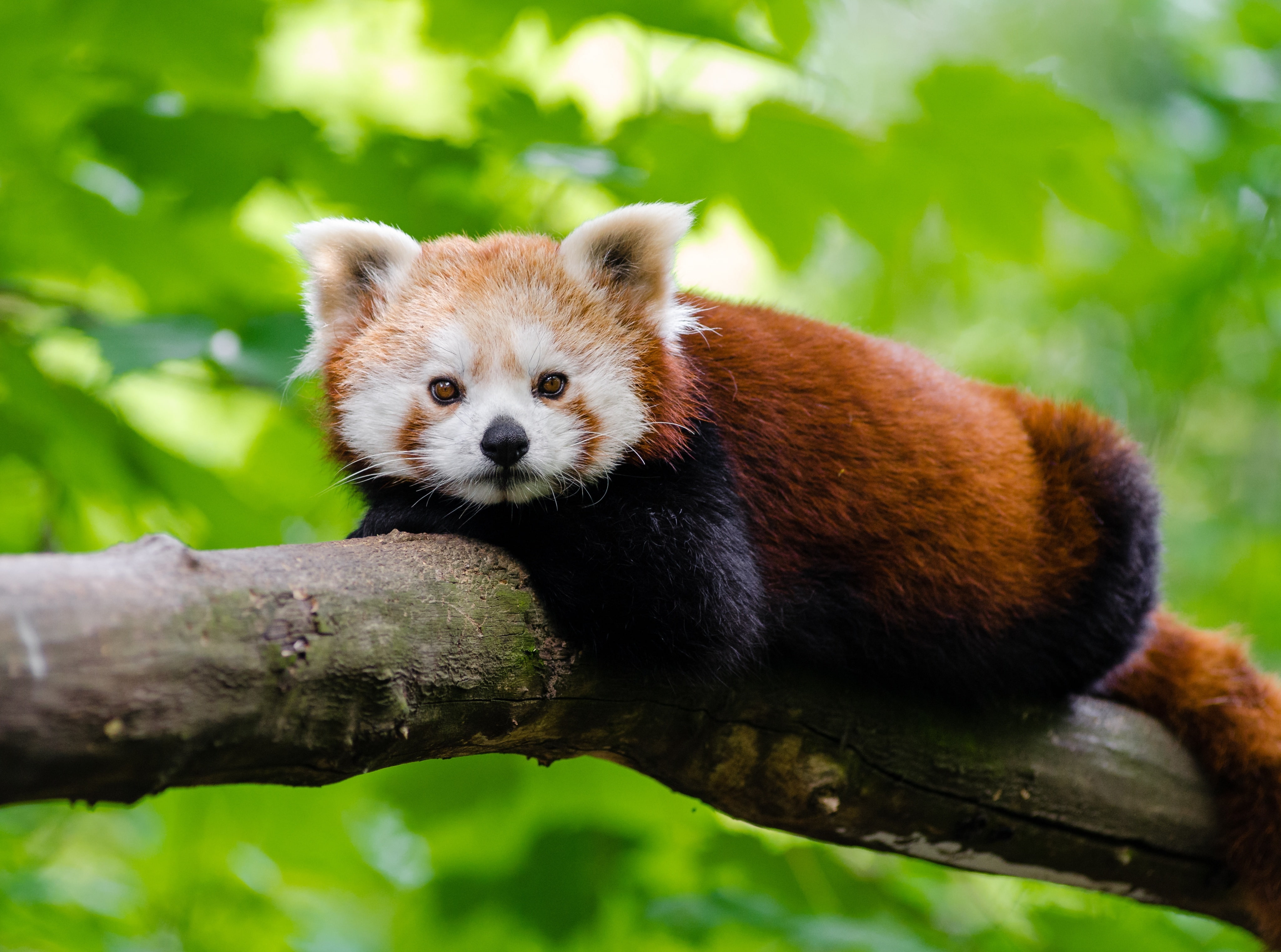 Panda, outdoors, Leaves, depthoffield, animal themes, red, Wild, animal wildlife, no people, plant, branch, RedBearCat, RedCatBear, bear, Outdoor, Animals, HD Wallpaper