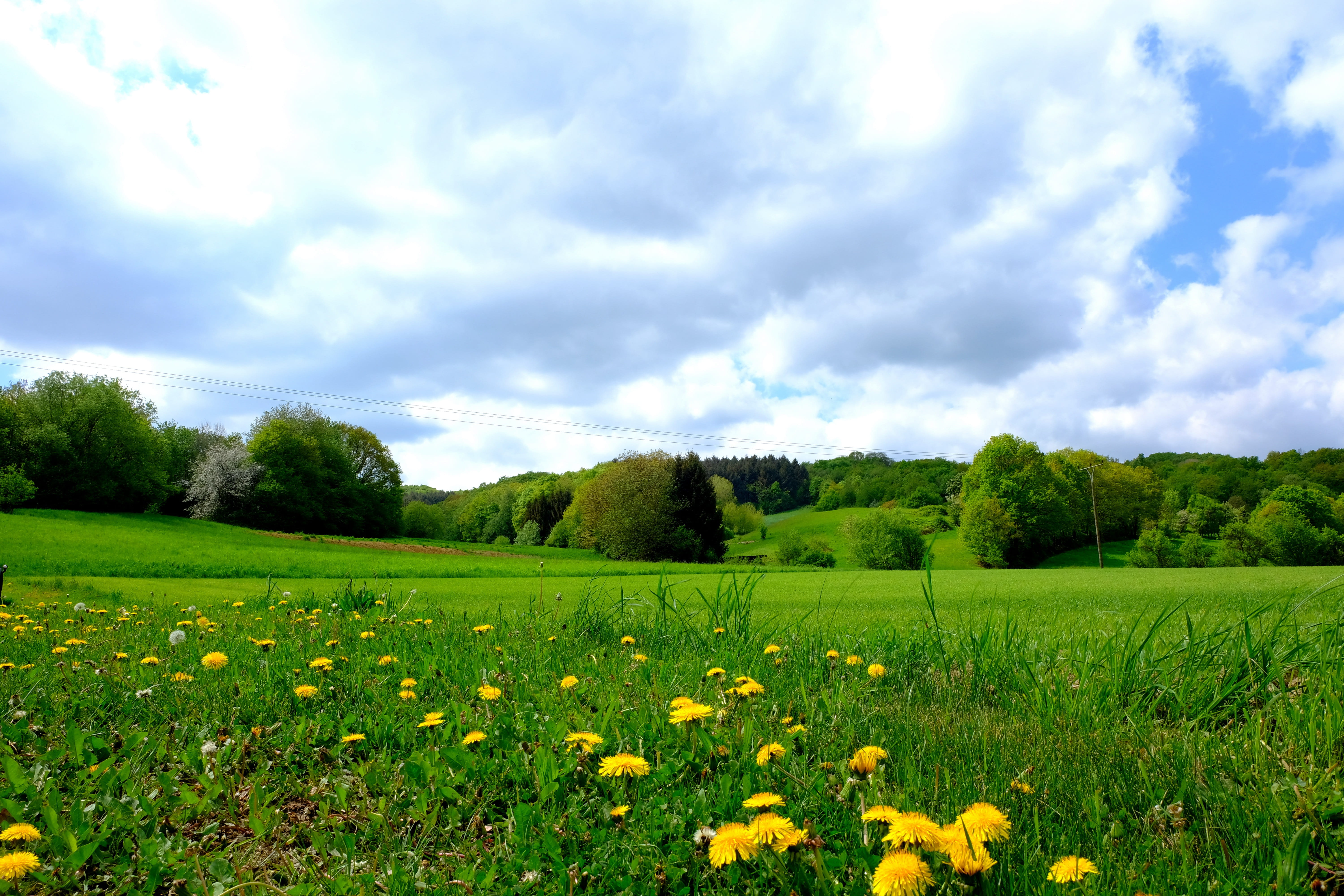 tree, forest, mood, habitat, sunny, field, grass, cloud - sky, green, land, summer, beauty in nature, no people, environment, plant, meadow, panorama, cloud, HD Wallpaper