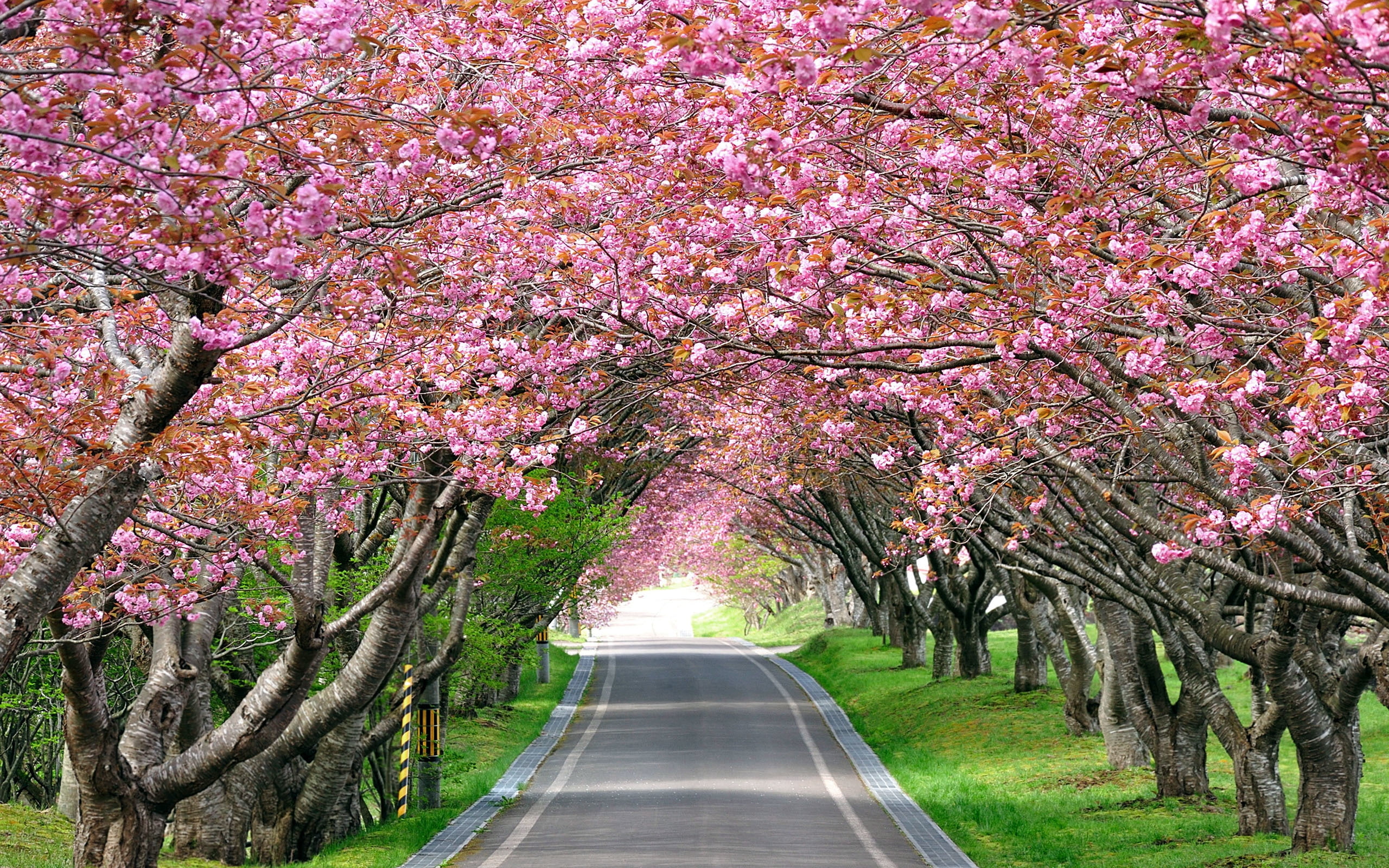 landscape, cherry, 2K, blossom, cherry blossom, splendid, road, HD Wallpaper