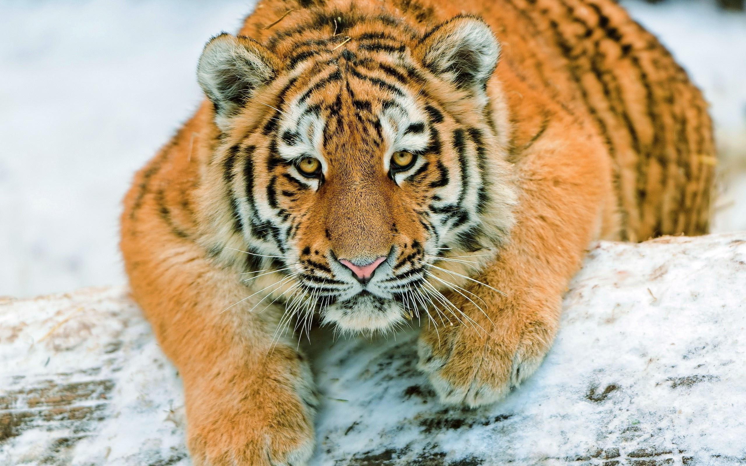 animals, 2K, 2560x1600, tiger, splendid, animal, HD Wallpaper