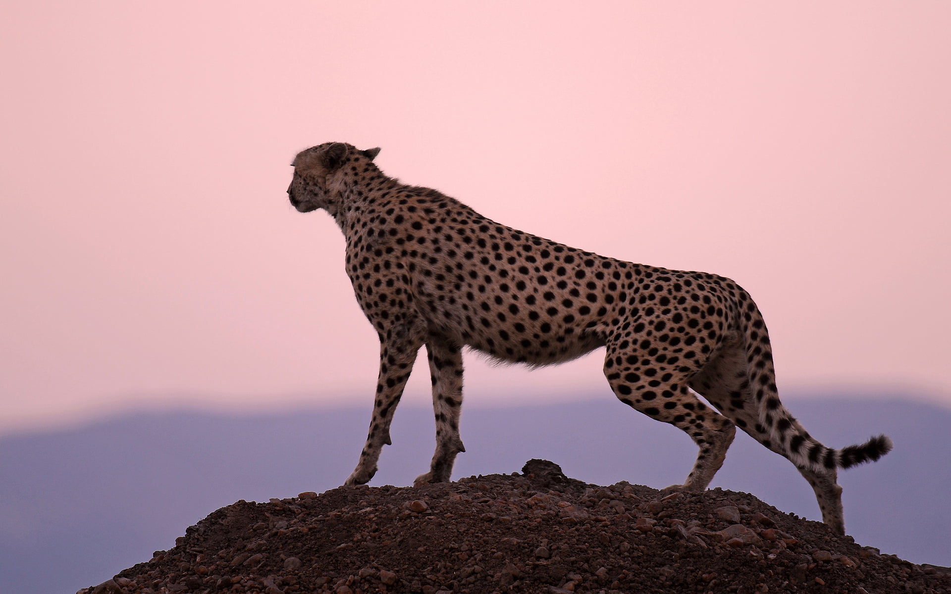 Leopard, animals in the wild, side view, watching, cat, undomesticated cat, sky, cheetah, evening, solid, no people, animal wildlife, mammal, one animal, HD Wallpaper
