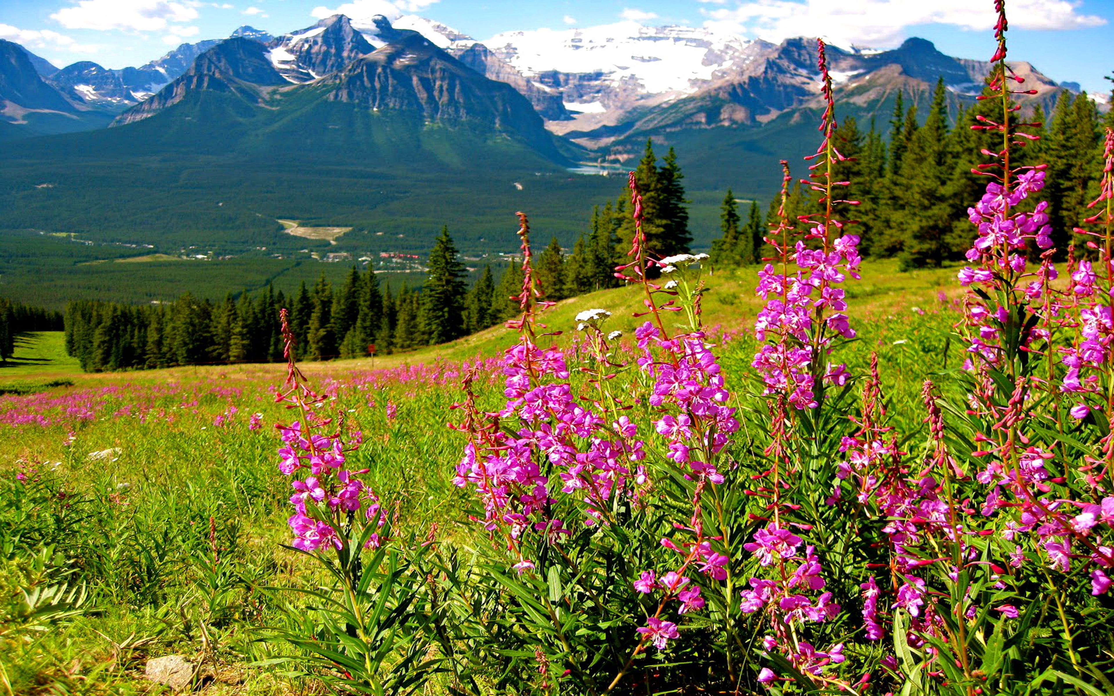 pine, mountains, green color, flowers, splendid, landscape, desktop, non-urban scene, flowering plant, plant, peaks, outdoors, rocky, nature, HD Wallpaper