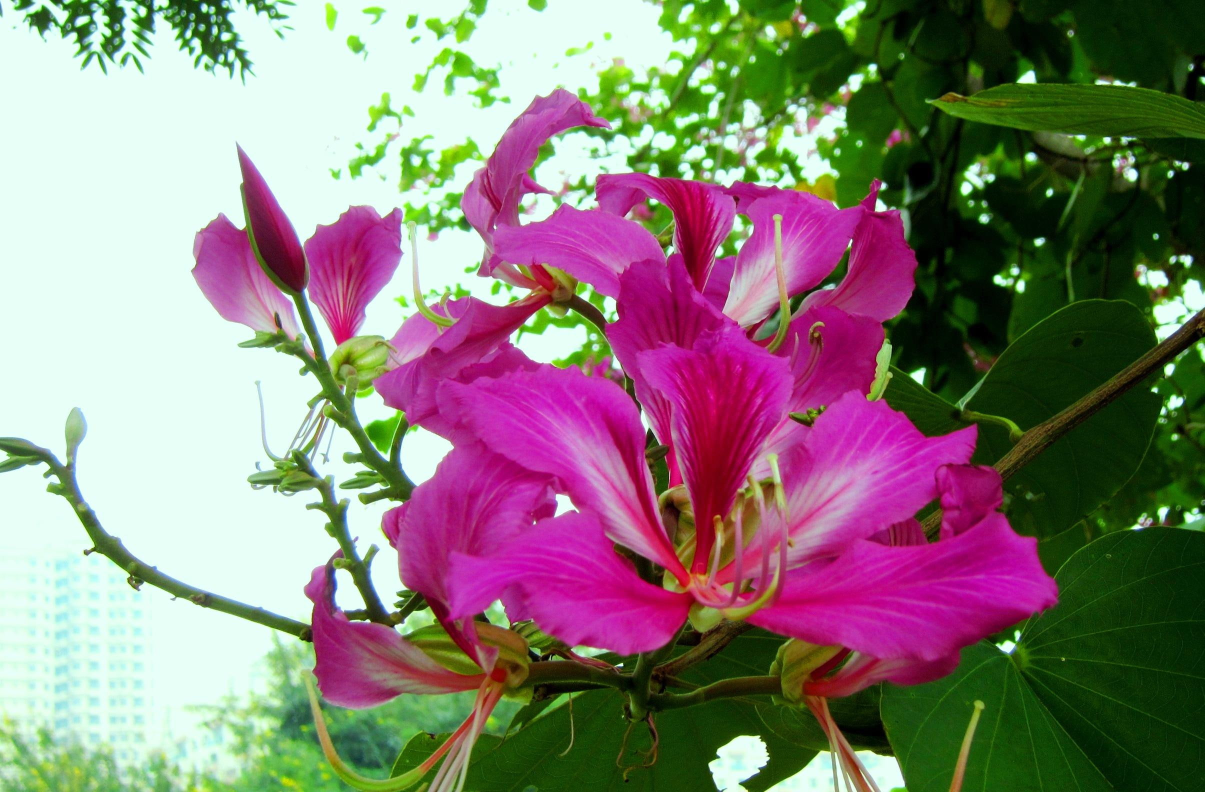 splendid, cercis, 3d and abstract, 1080P, flower, pretty, pink, chinensis, HD Wallpaper
