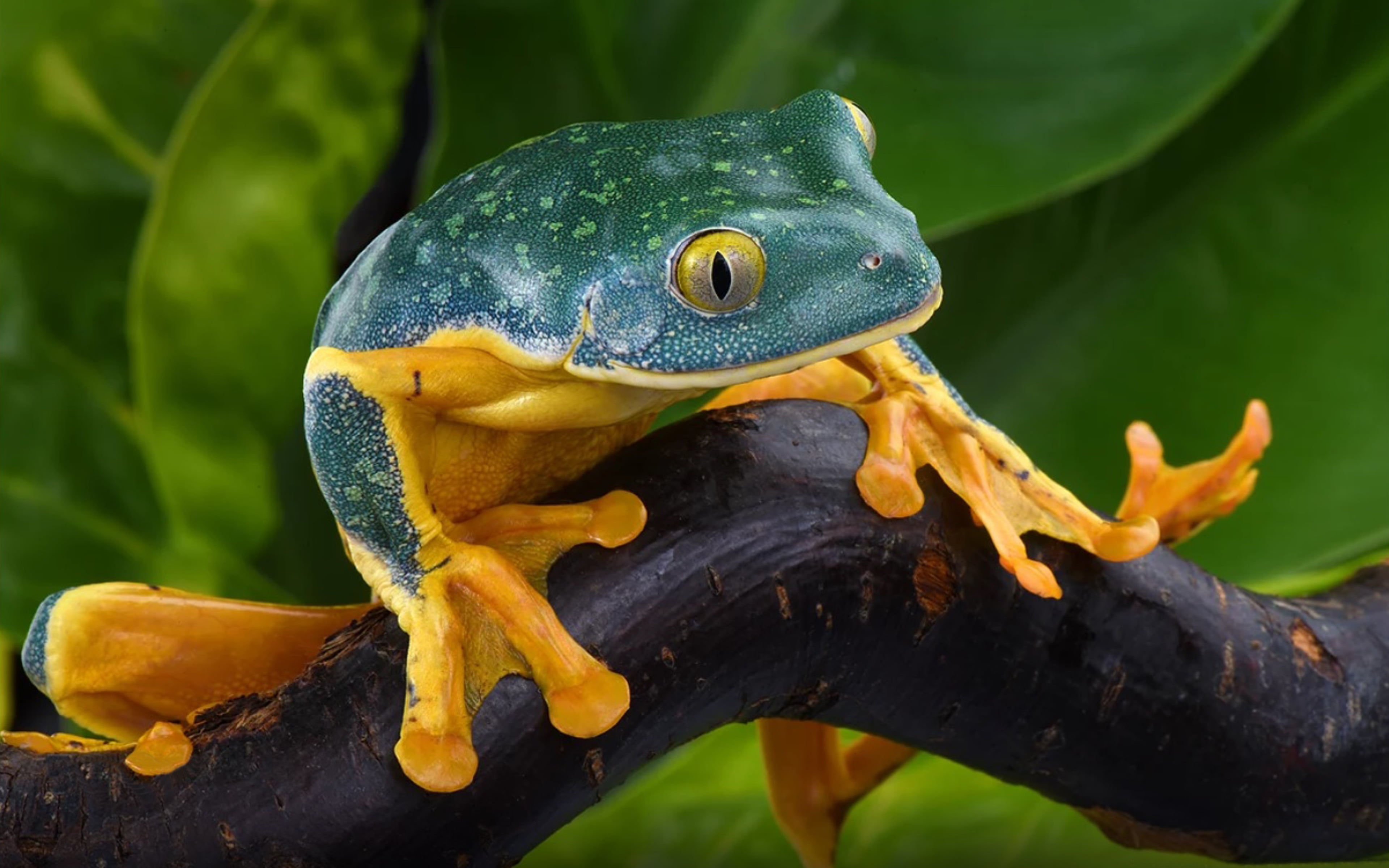 animals in the wild, animal eye, wood, time, amphibian, e, amphibians, no people, animal themes, splendid, vertebrate, plant, branch, animal wildlife, outdoors, HD Wallpaper