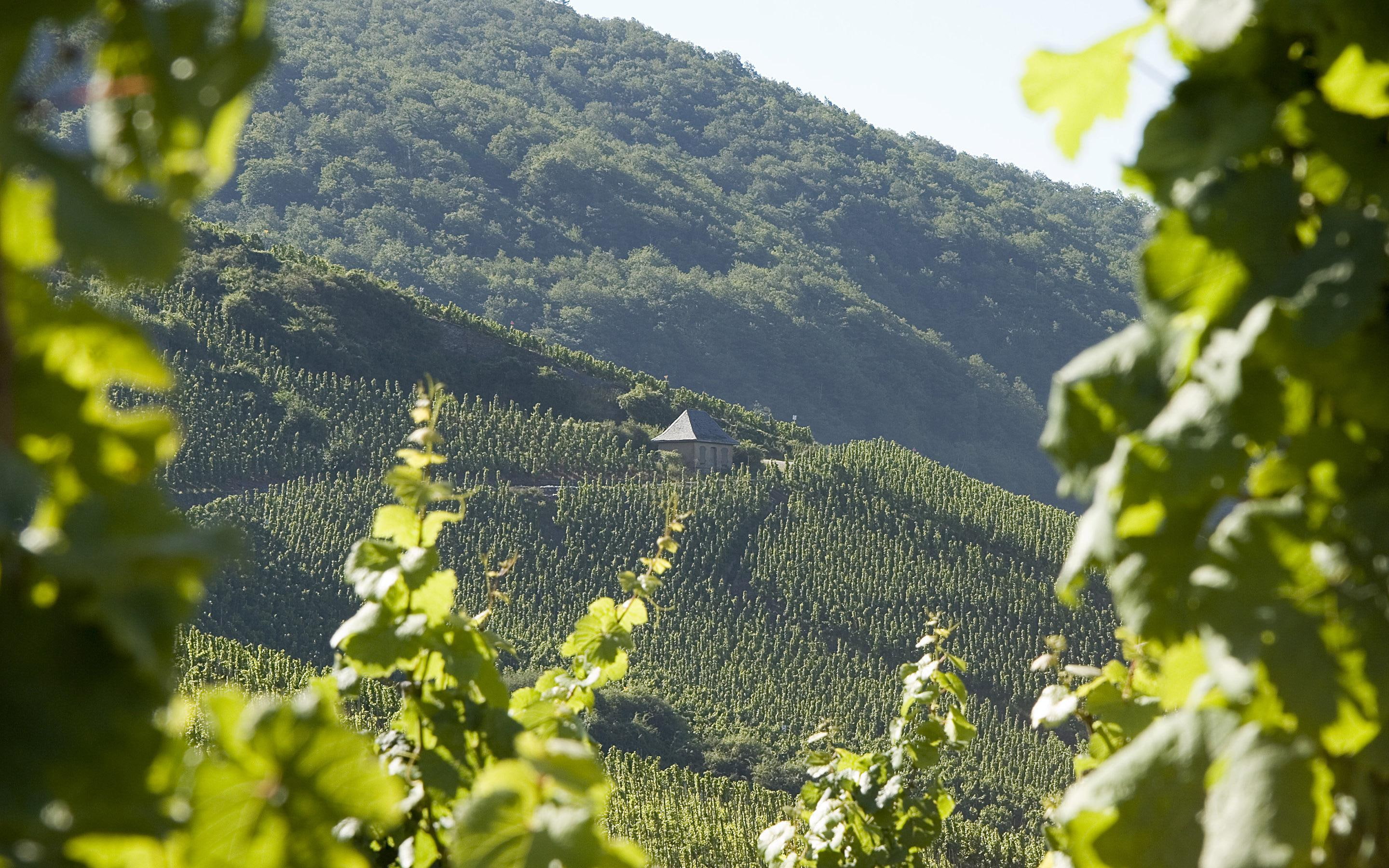 2K, cabin, mountain, forest, 2880x1800, green, nature, vineyard, splendid, HD Wallpaper