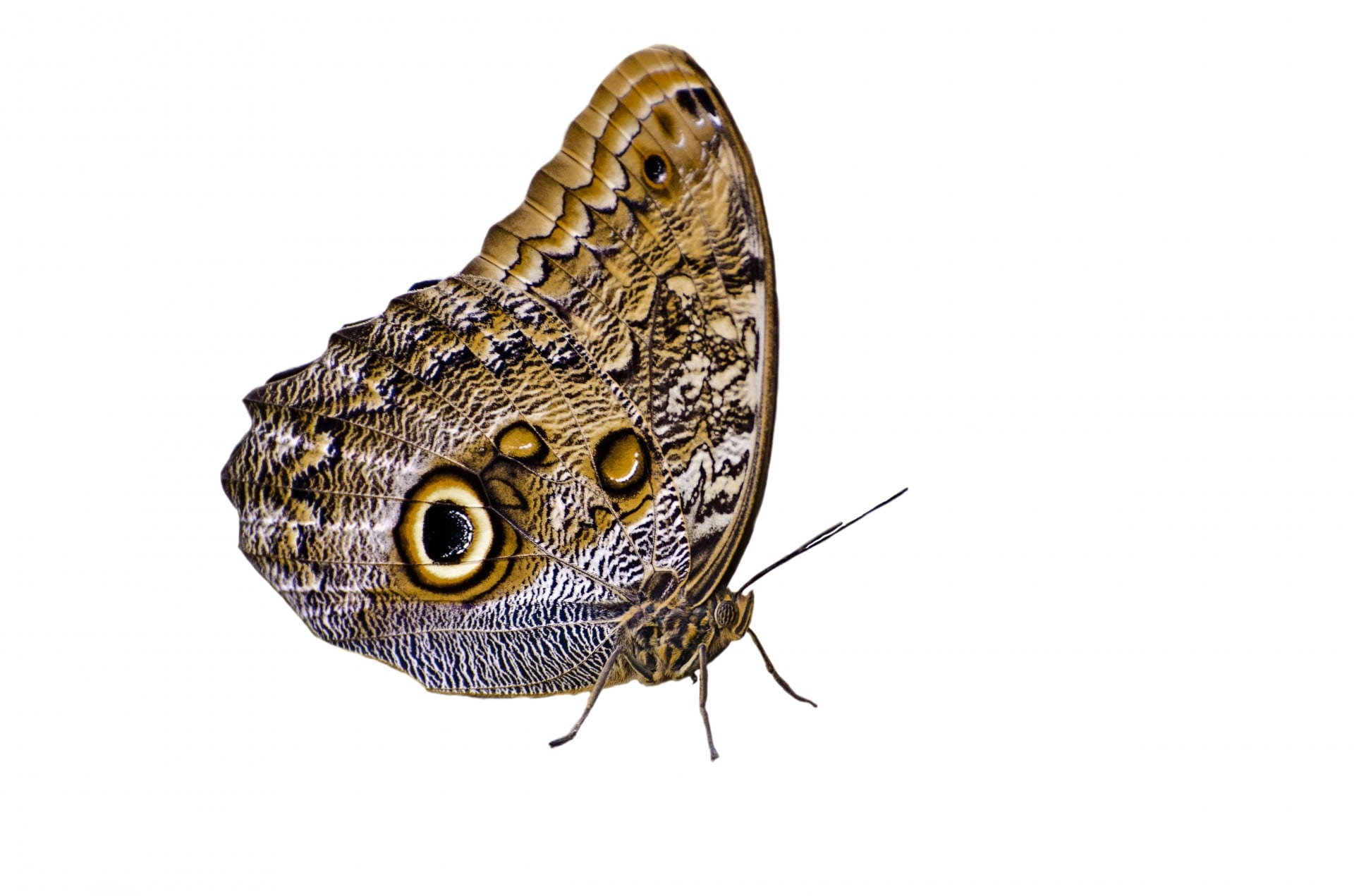 moth, nature, insect, white background, tropical, isolated, one animal, animal head, owl butterfly, wings, 1080P, studio shot, animals in the wild, white, HD Wallpaper