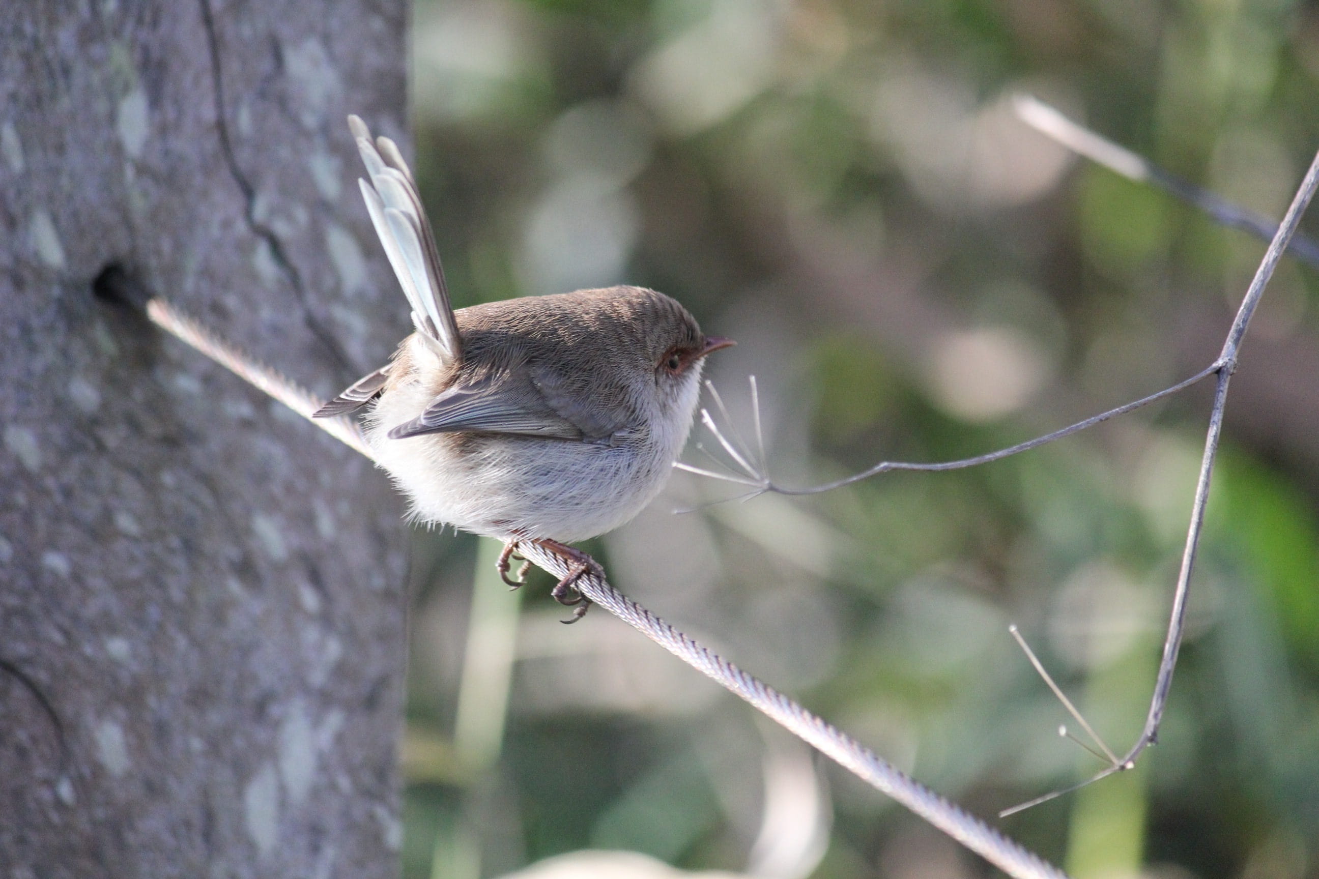 branch, day, perching, 2K, australia, outdoors, no people, animal wildlife, Female, Splendid Fairywren, animal, sparrow, twig, animals in the wild, zoology, HD Wallpaper
