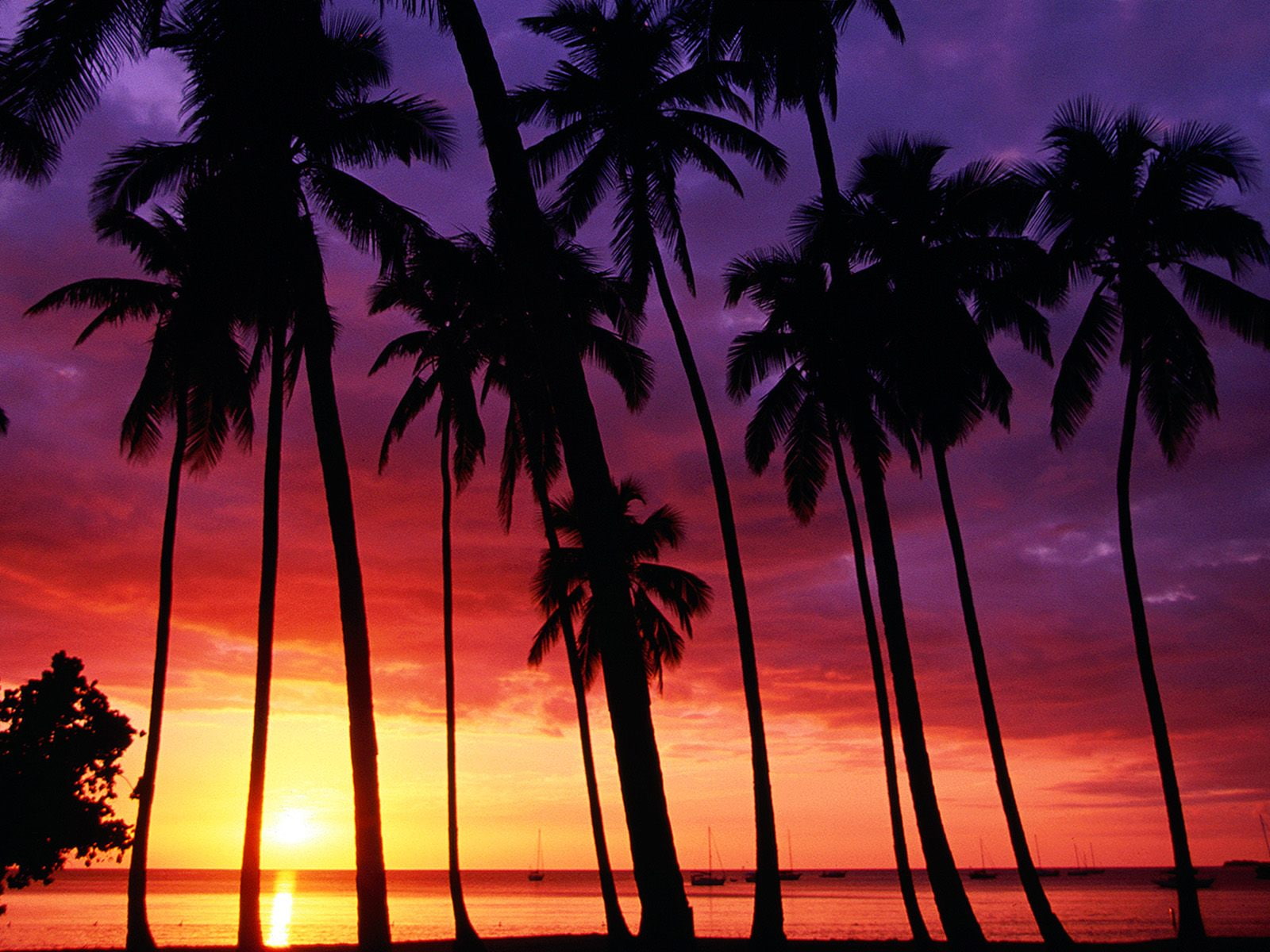 tree, coconut, spectacular, 720P, sunset, photo, HD Wallpaper