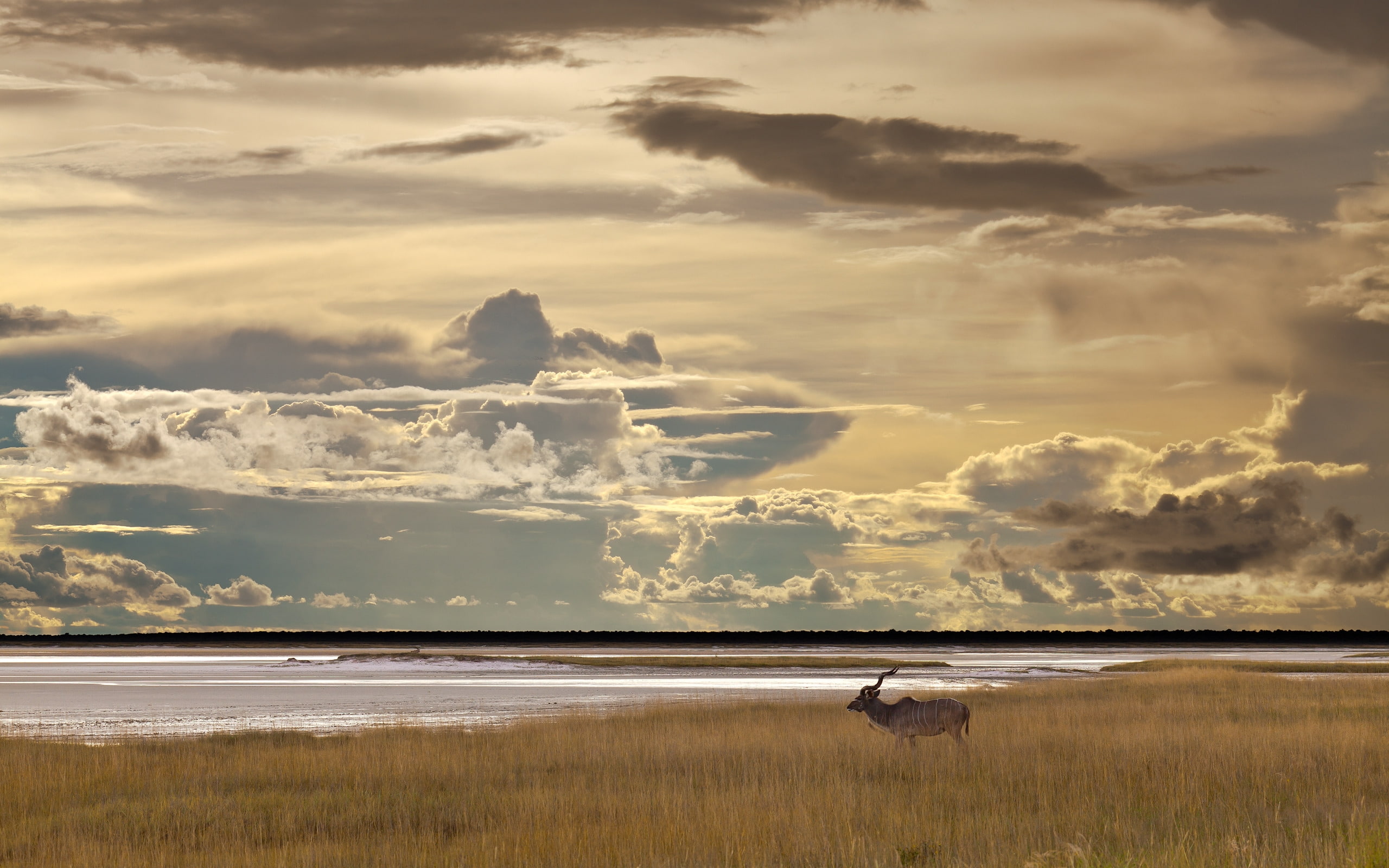 kudu, lakes, landscape, antelope, 2K, HD Wallpaper